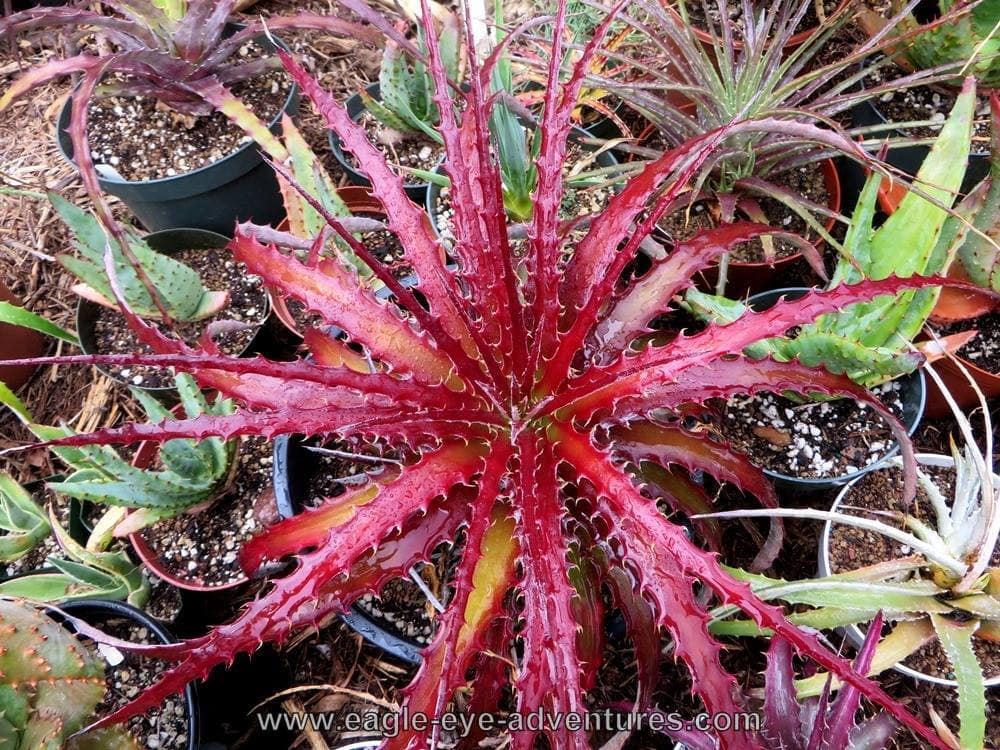 Hechtia Wildfire