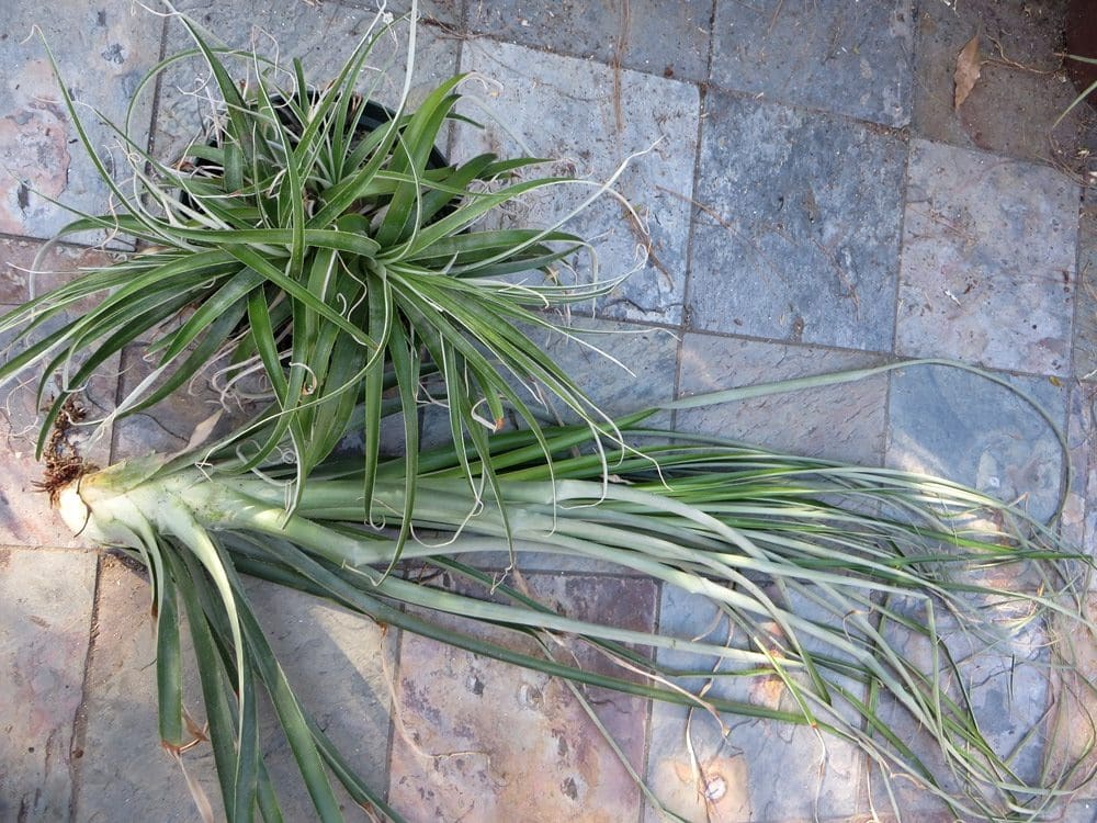 Hechtia tillandsioides - Image 6