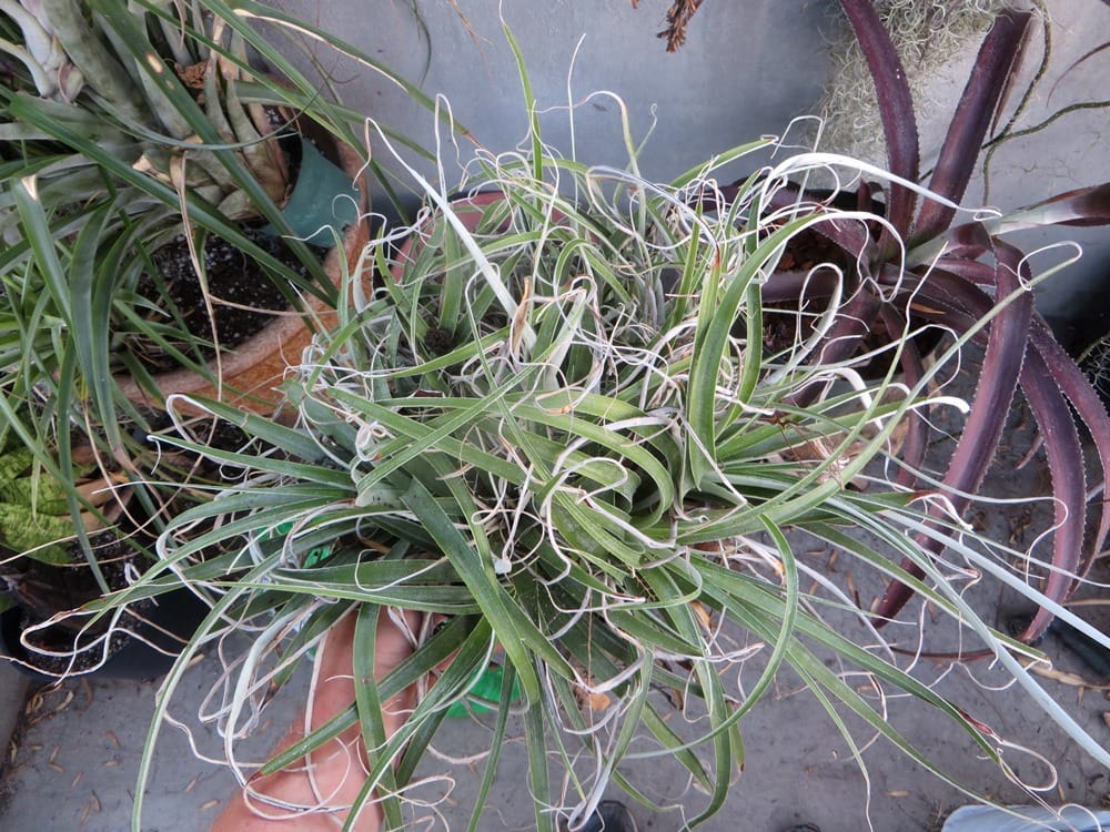 Hechtia tillandsioides - Image 2