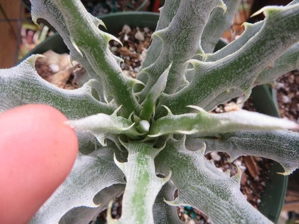 Hechtia mapimiana - Image 2