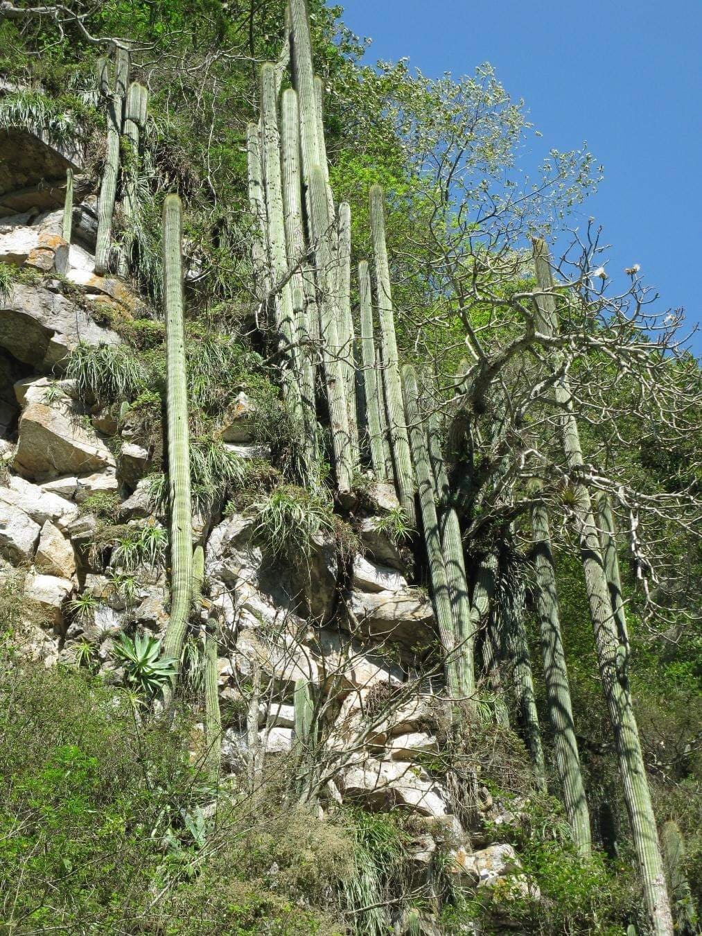 Hechtia lundelliorum - Image 4