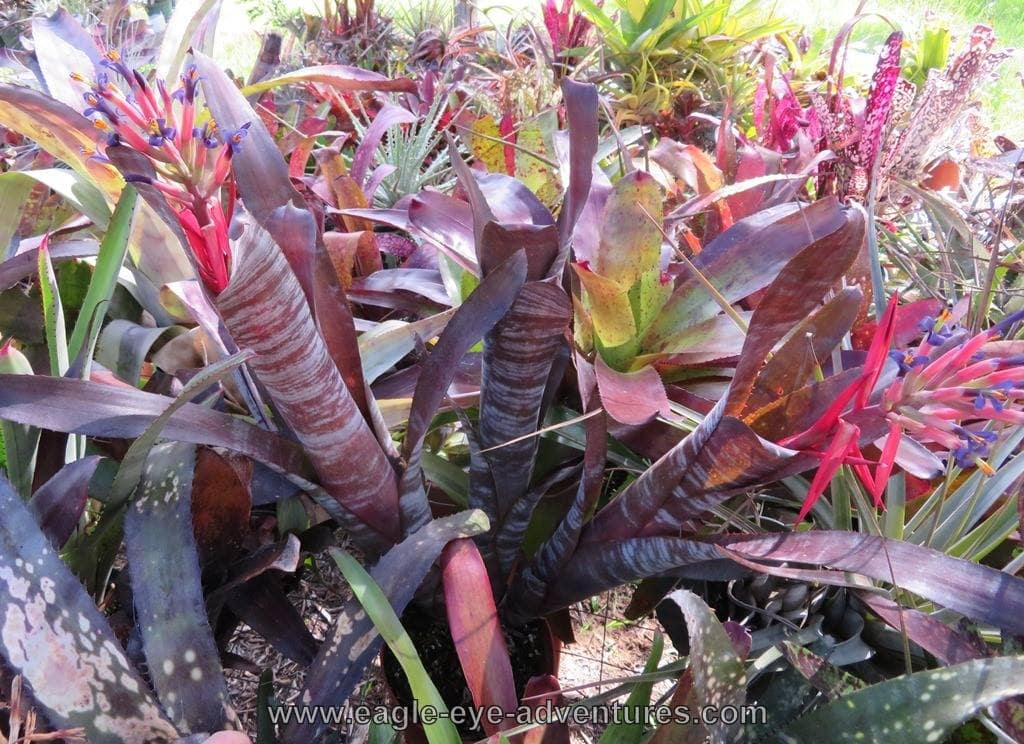 Billbergia vittata - Image 3