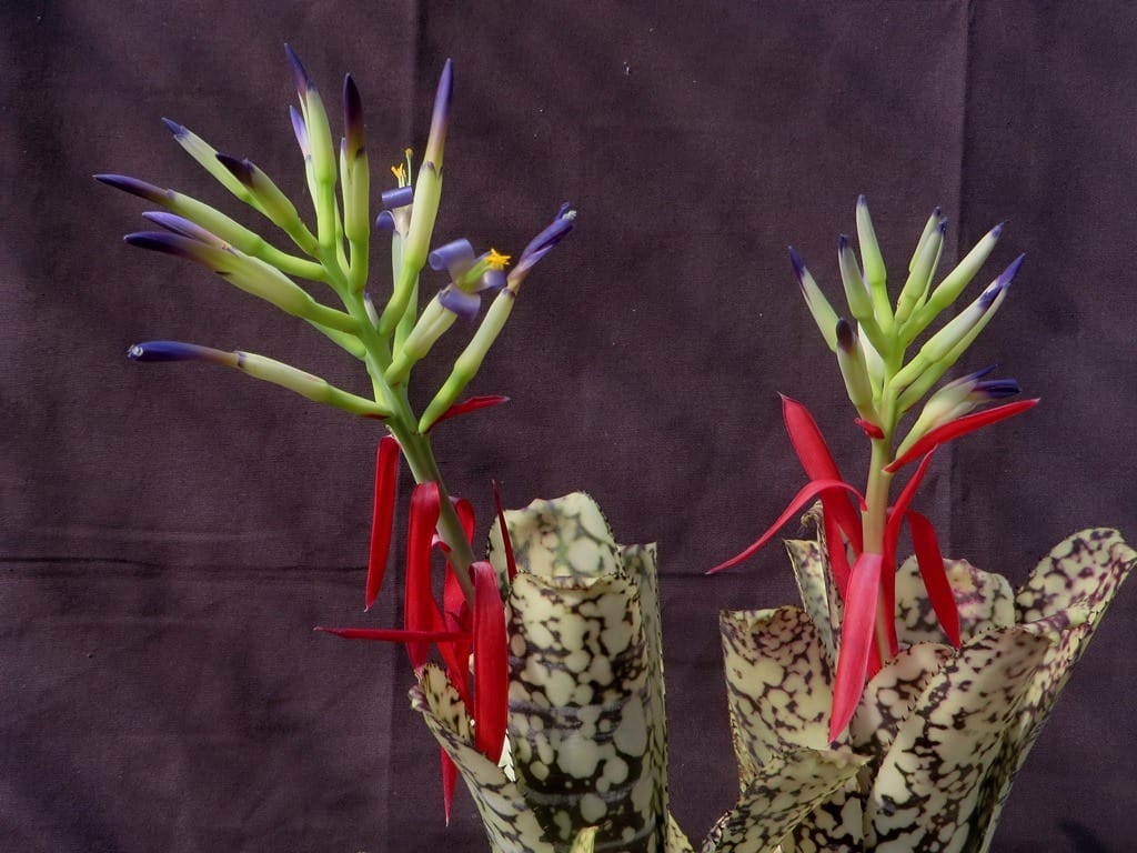 Billbergia Limestone - Image 2