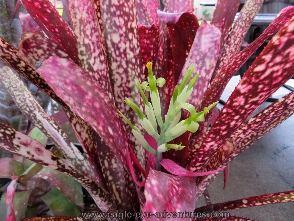 Billbergia Titanic - Image 2