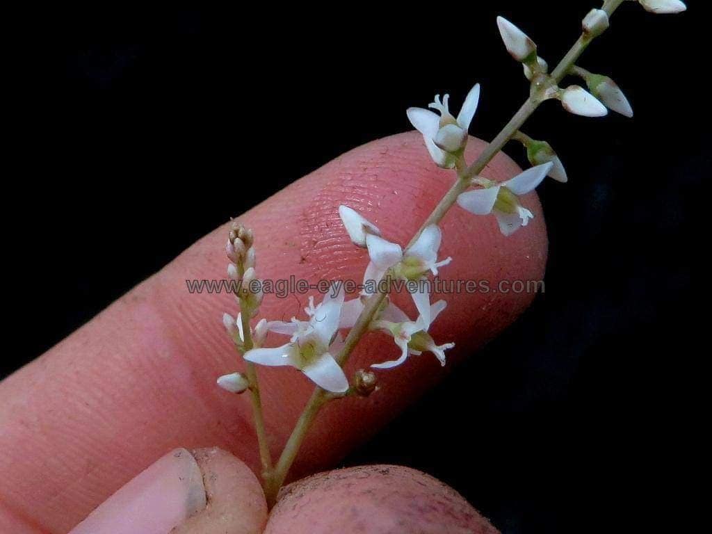 Hechtia lundelliorum - Image 5