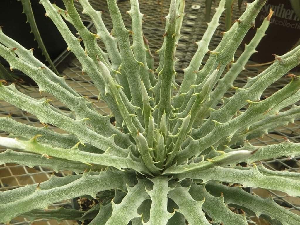 Hechtia mapimiana - Image 3