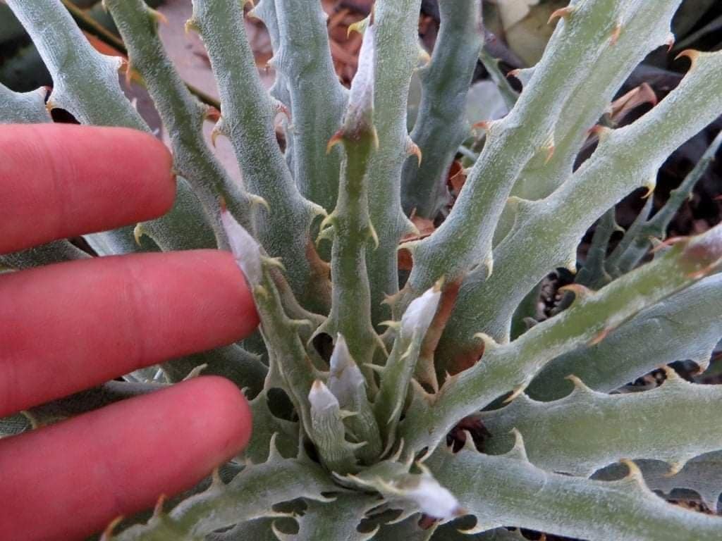 Hechtia mapimiana