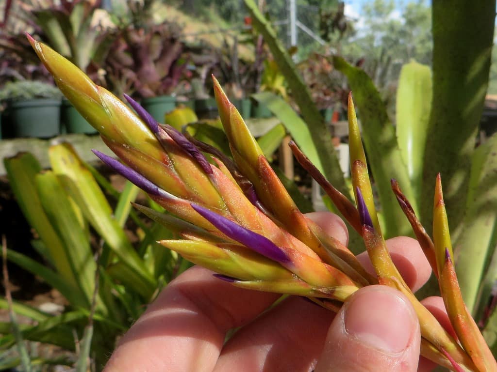 Tillandsia hammeri x rodrigueziana #699 - Image 4