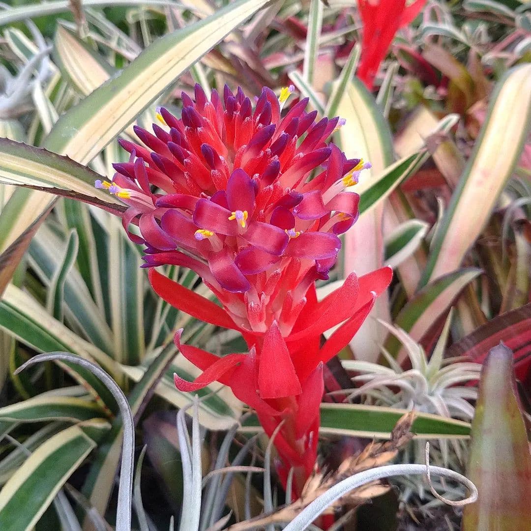 Billbergia Allan Ladd - Image 3