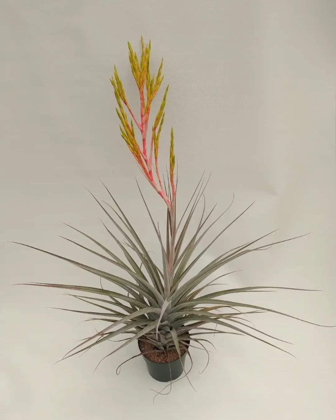 Tillandsia Colibri