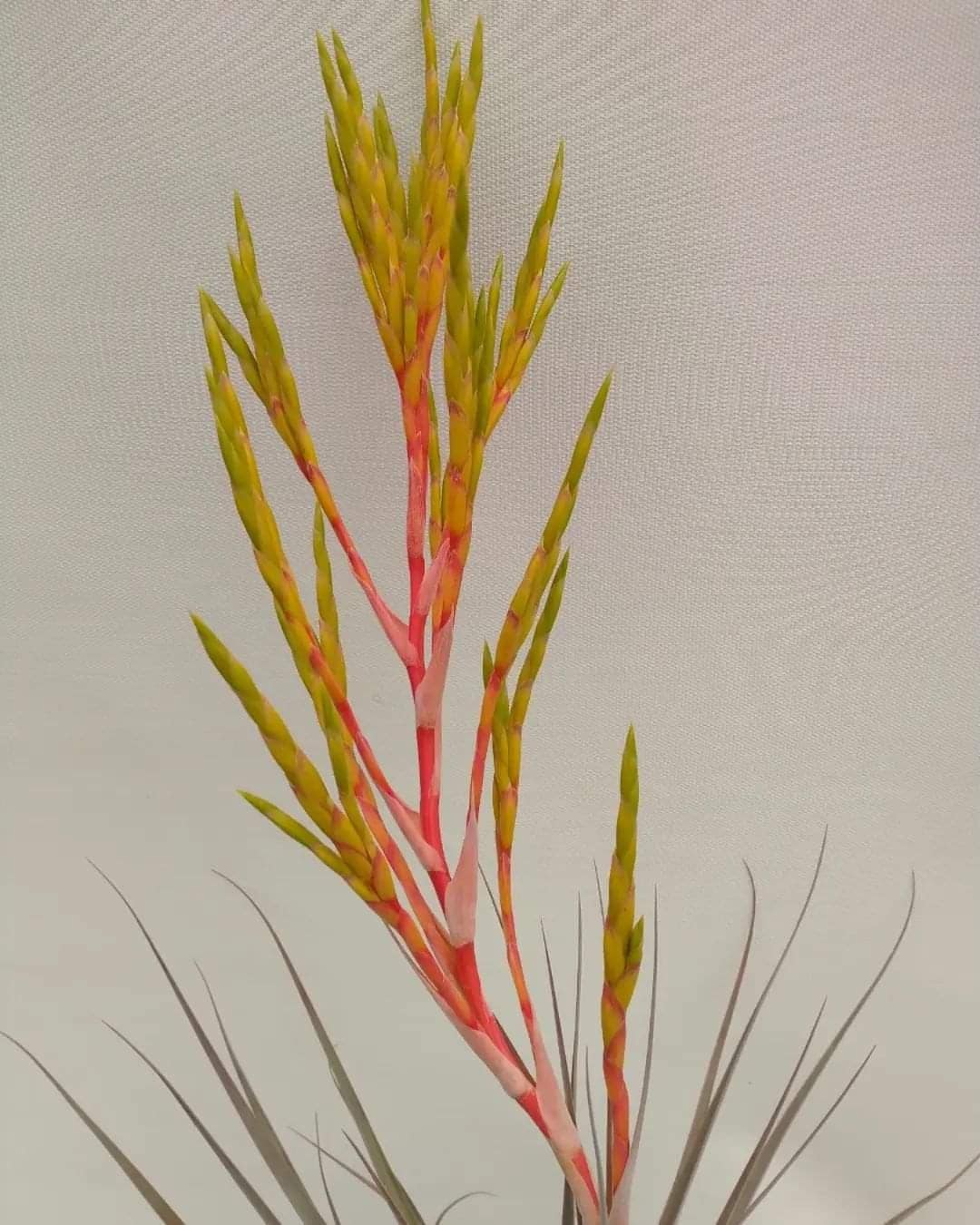 Tillandsia Colibri - Image 2
