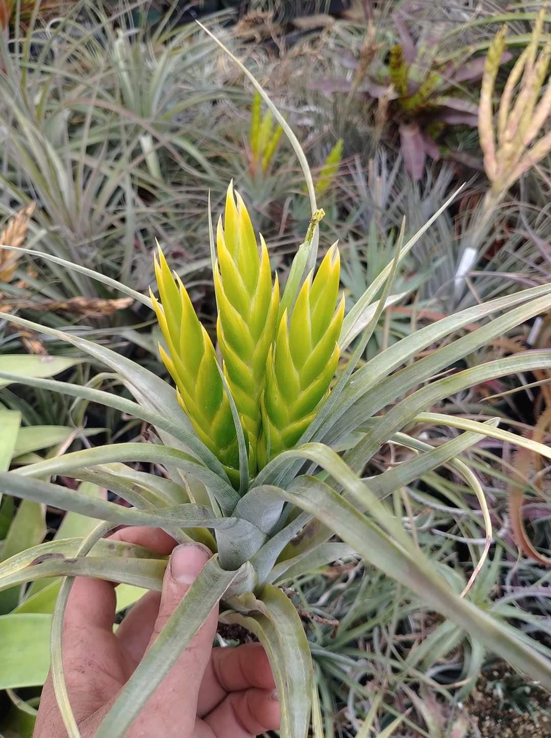 Tillandsia marabascoensis