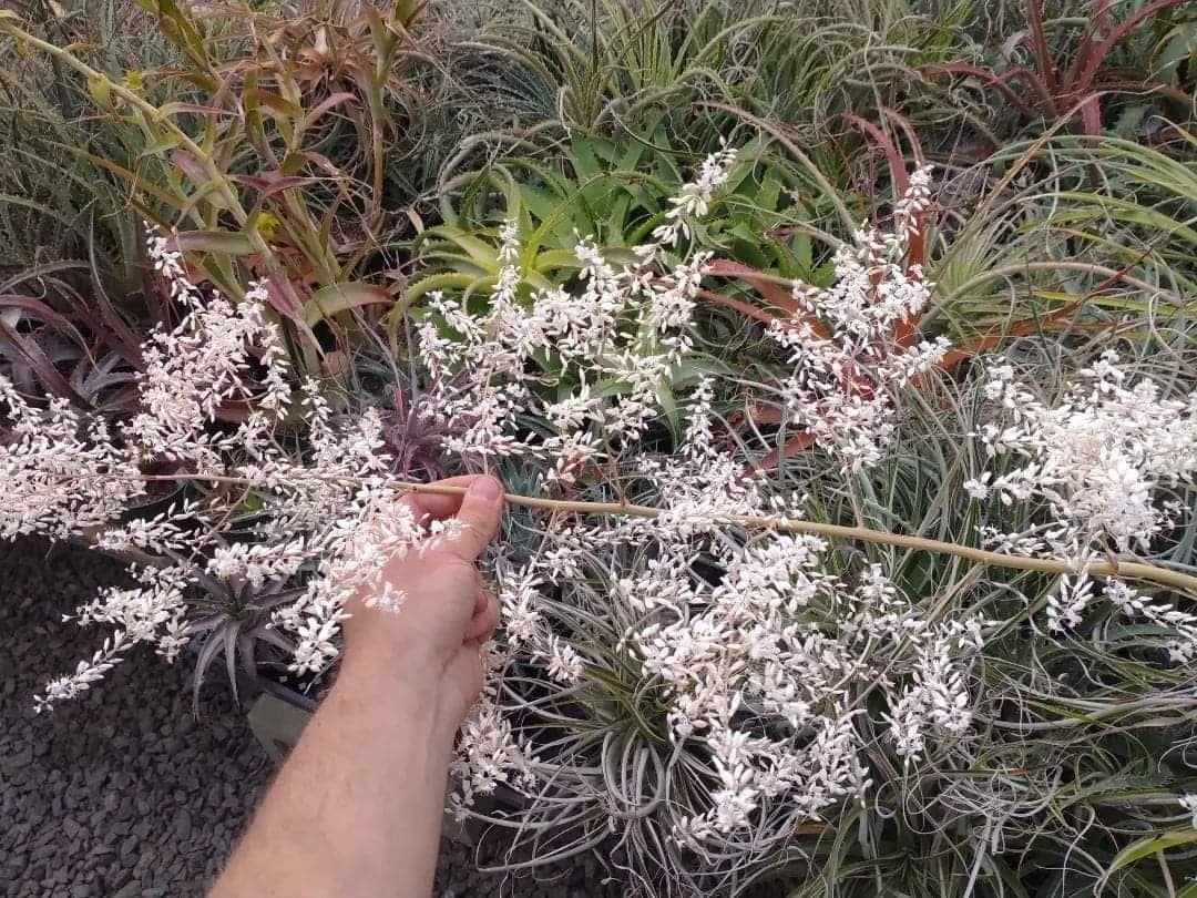 Hechtia lundelliorum - Image 7