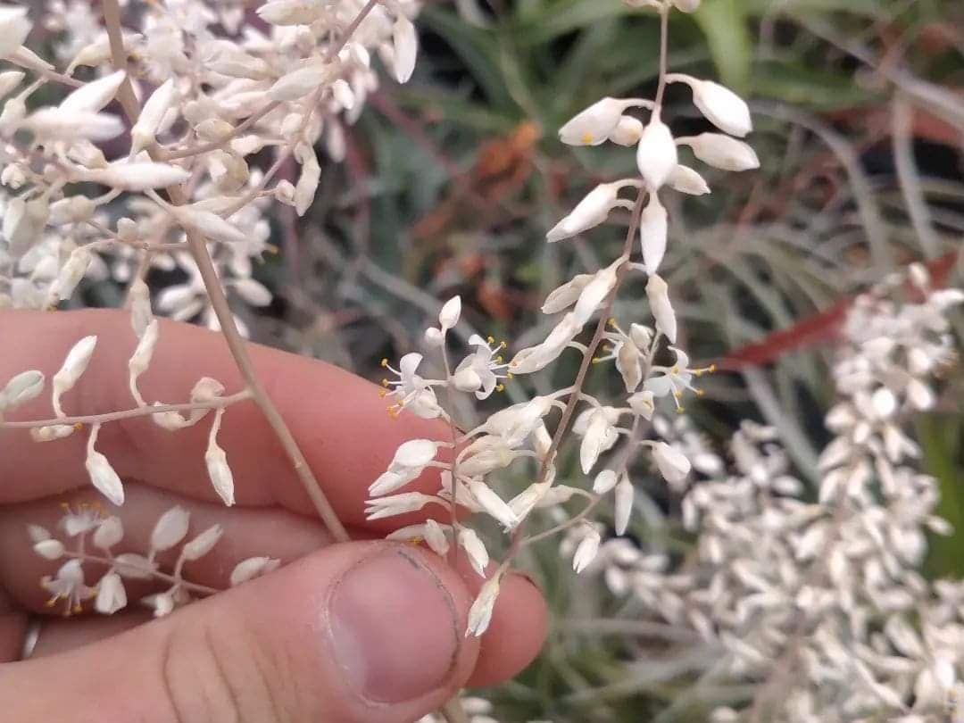 Hechtia lundelliorum - Image 6