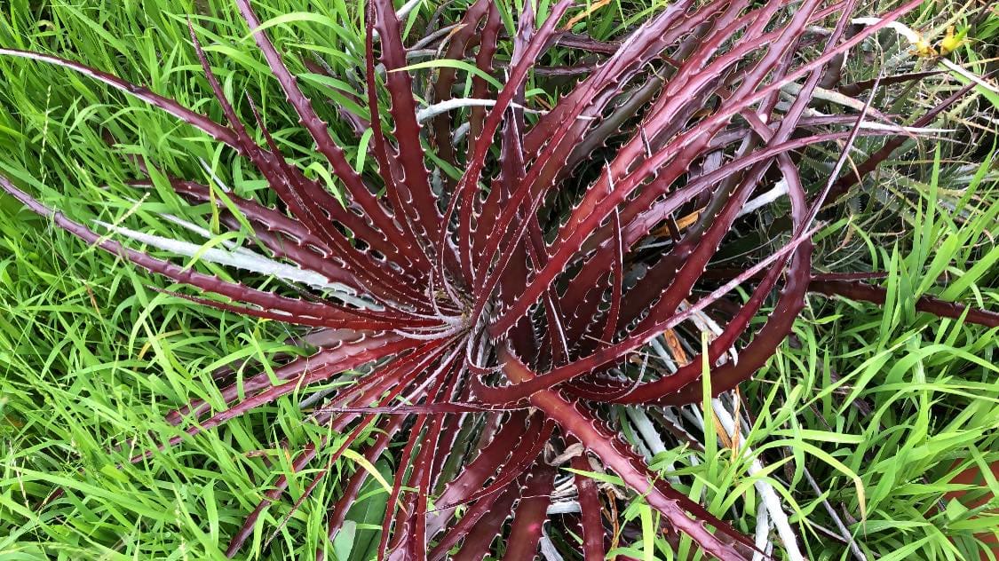 Hechtia Wildfire - Image 2