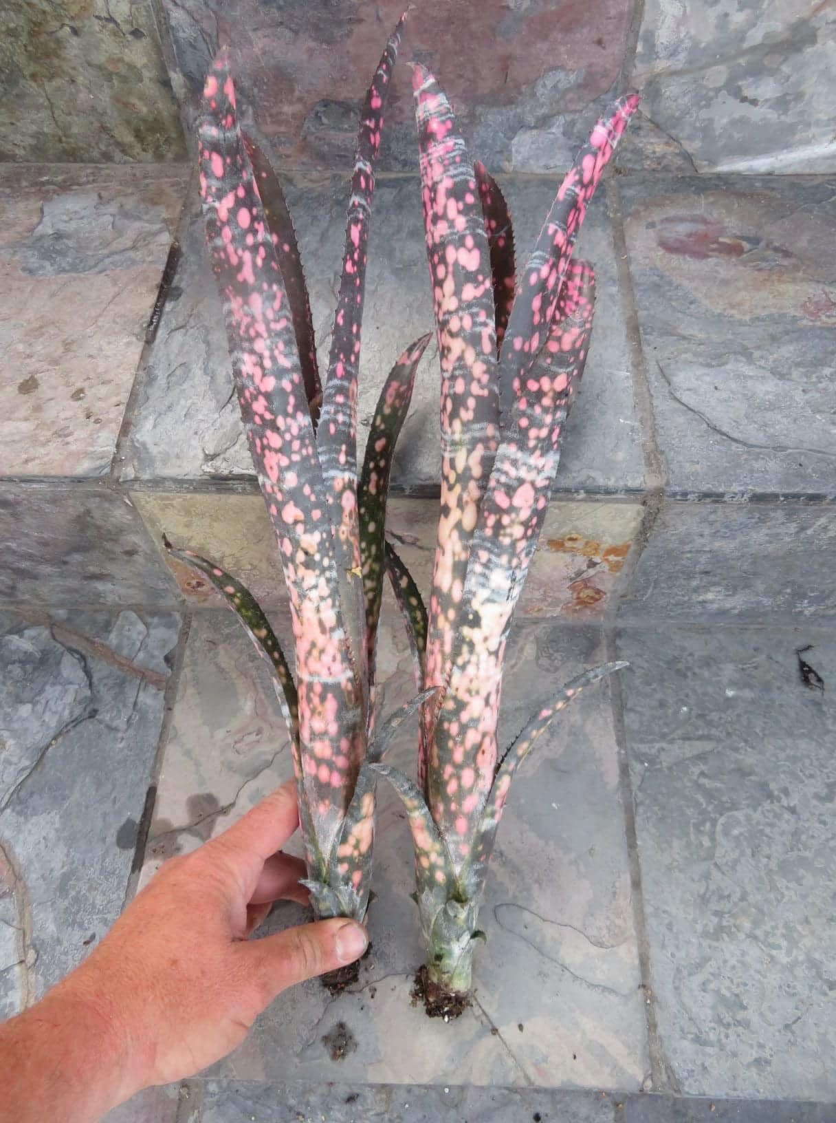 Billbergia Incendiary Delight - Image 2