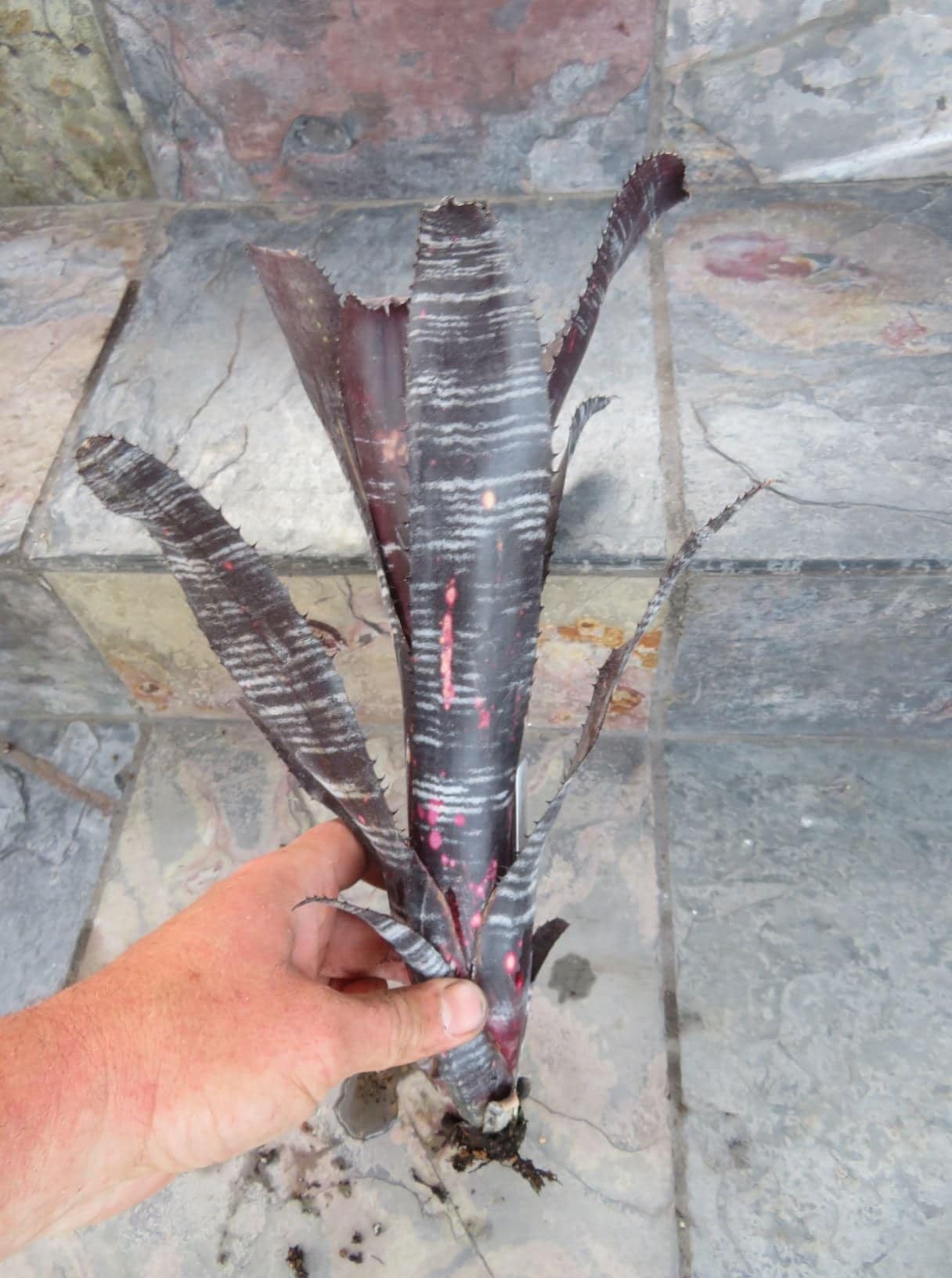 Billbergia Obi-Wan - Image 2