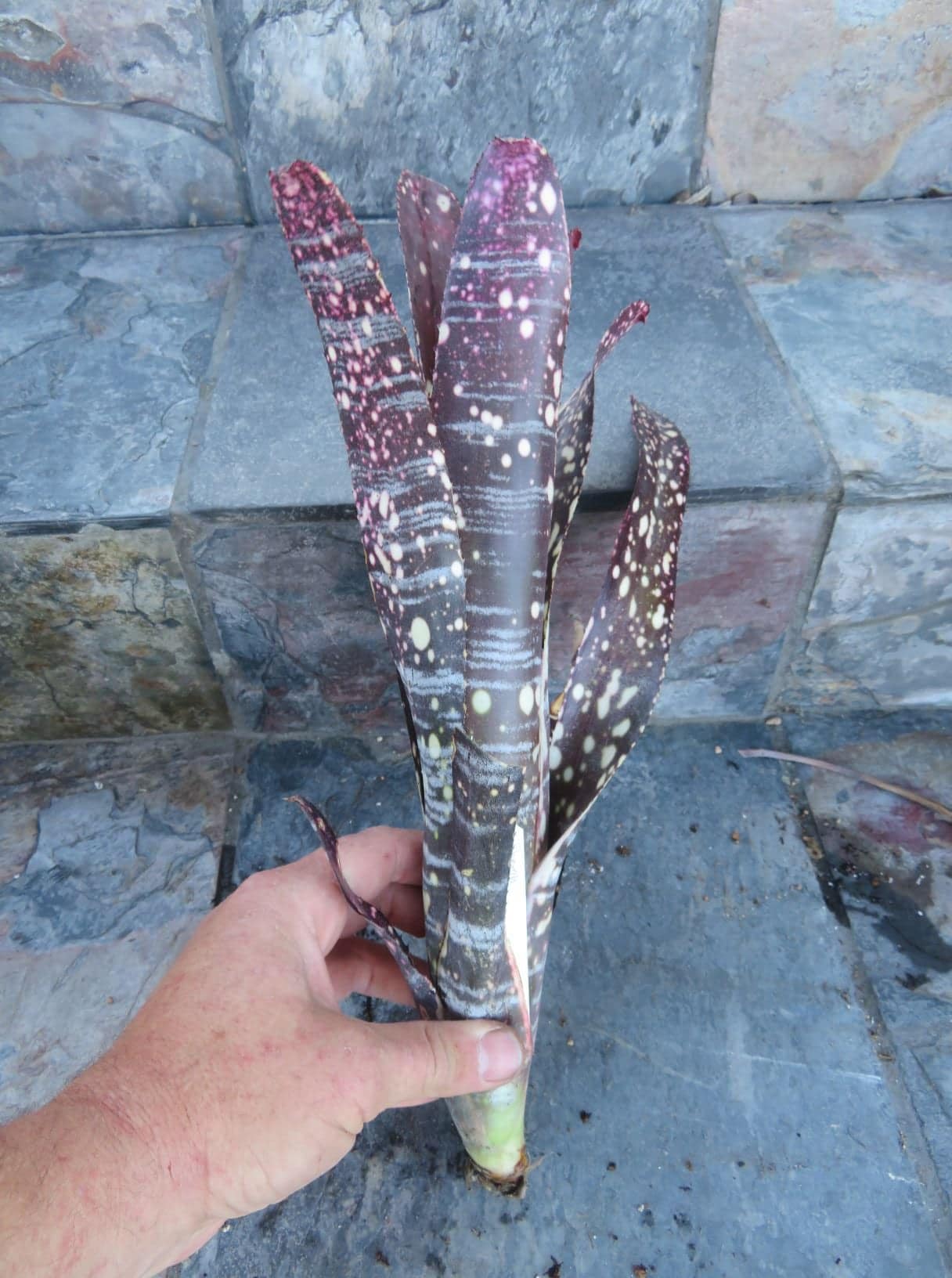 Billbergia Doohickey