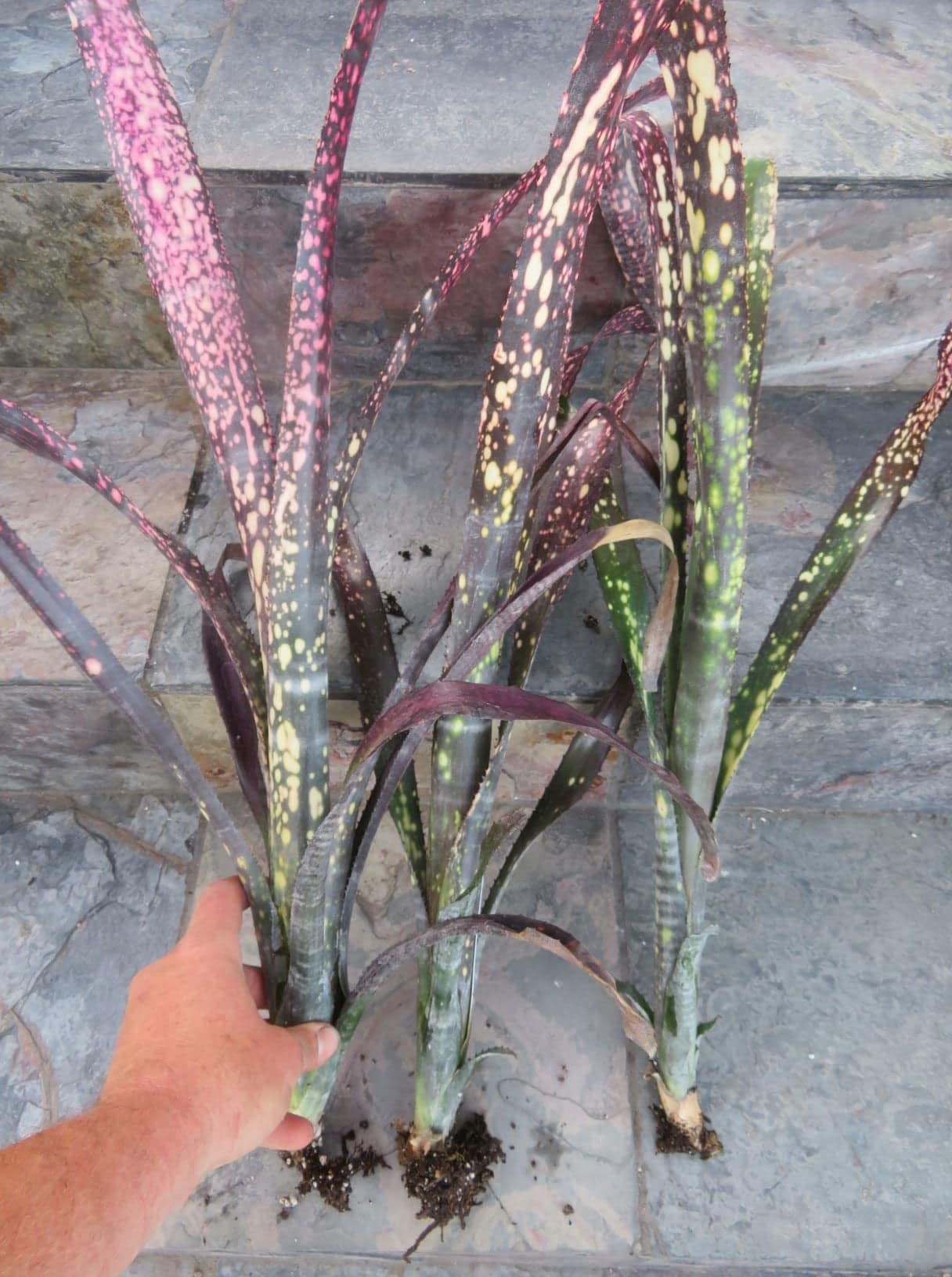 Billbergia Shinto - Image 2