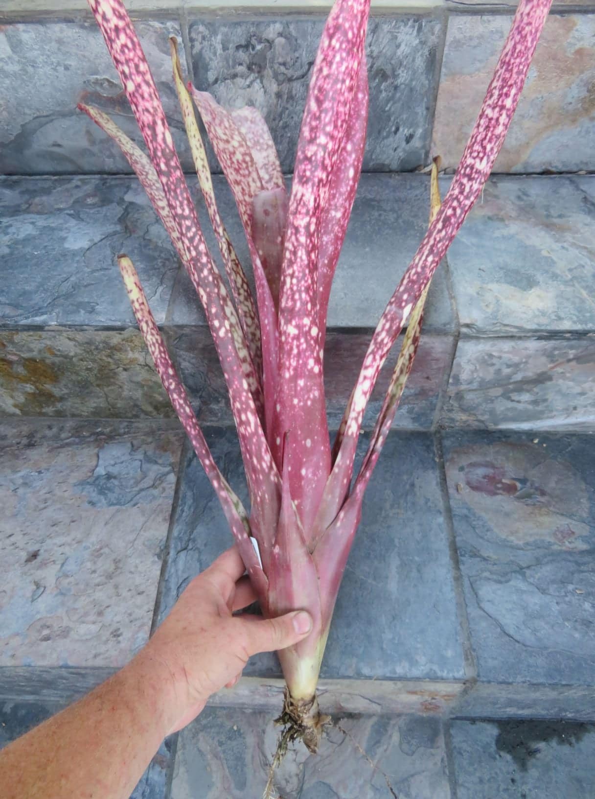 Billbergia Titanic - Image 3