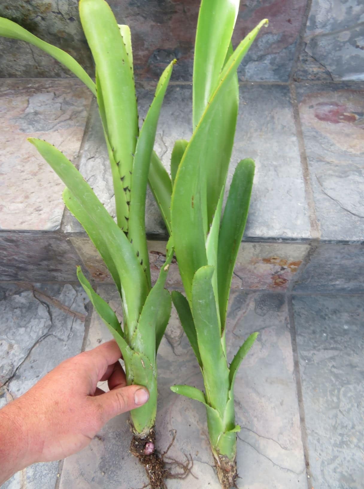 Billbergia vittata Green - Image 4