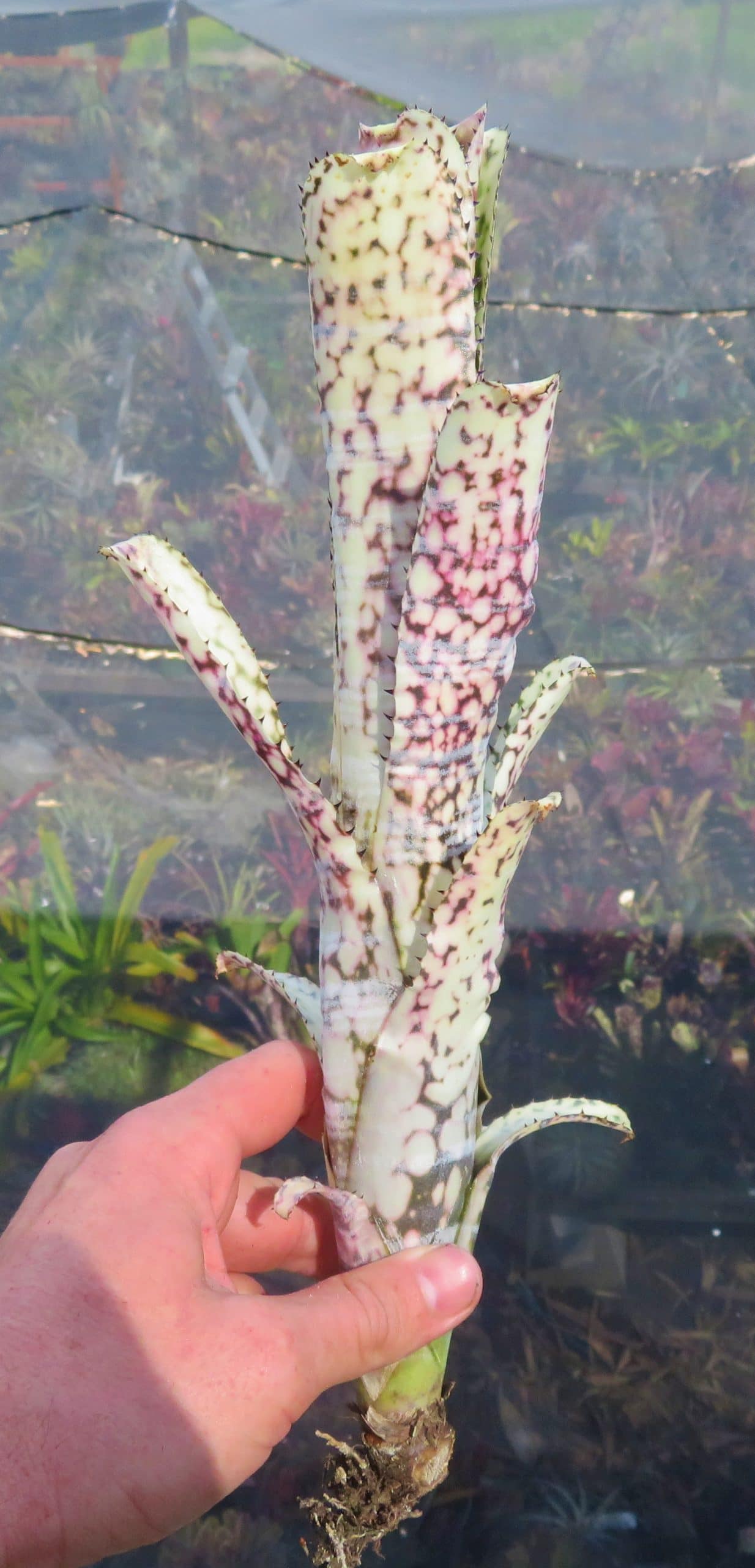 Billbergia Limestone