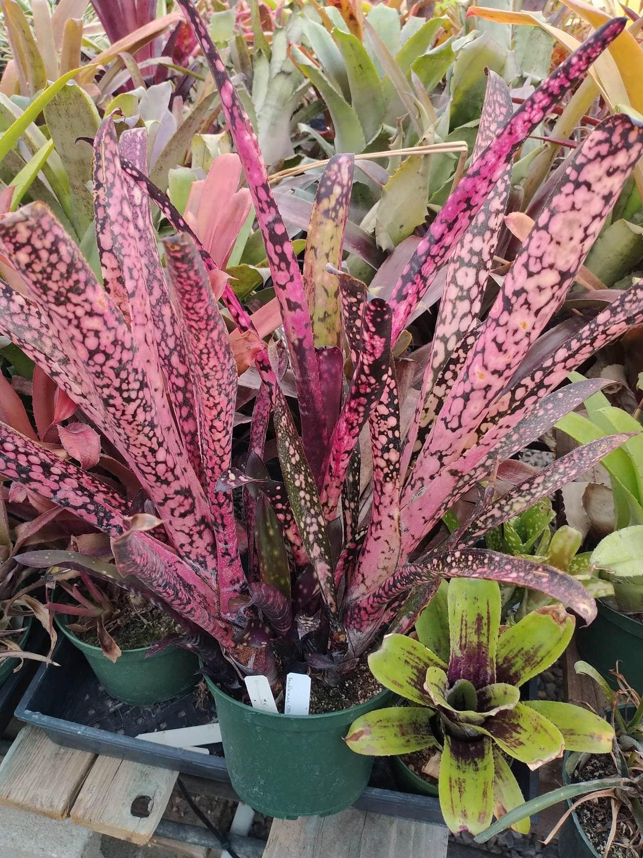 Billbergia Cajun Magic