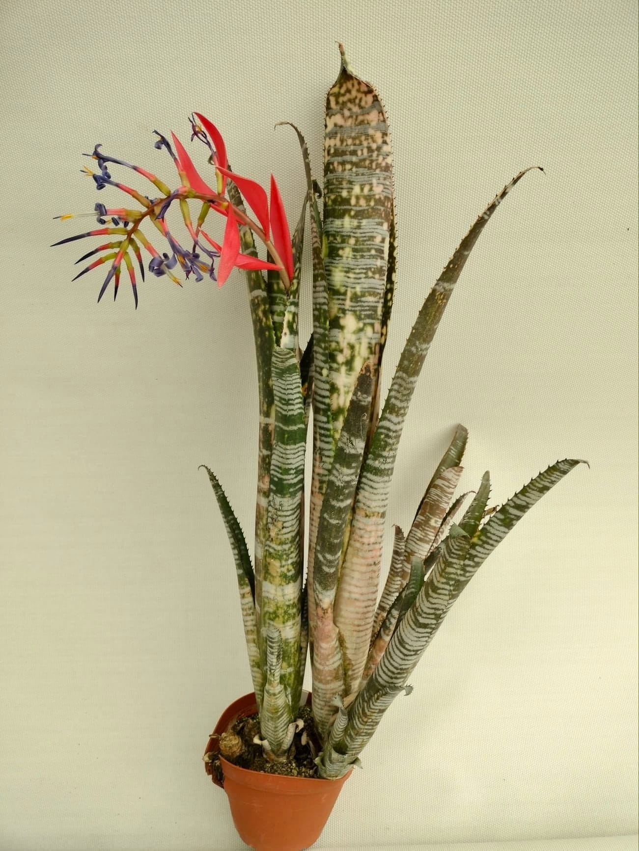 Billbergia Puna Pride
