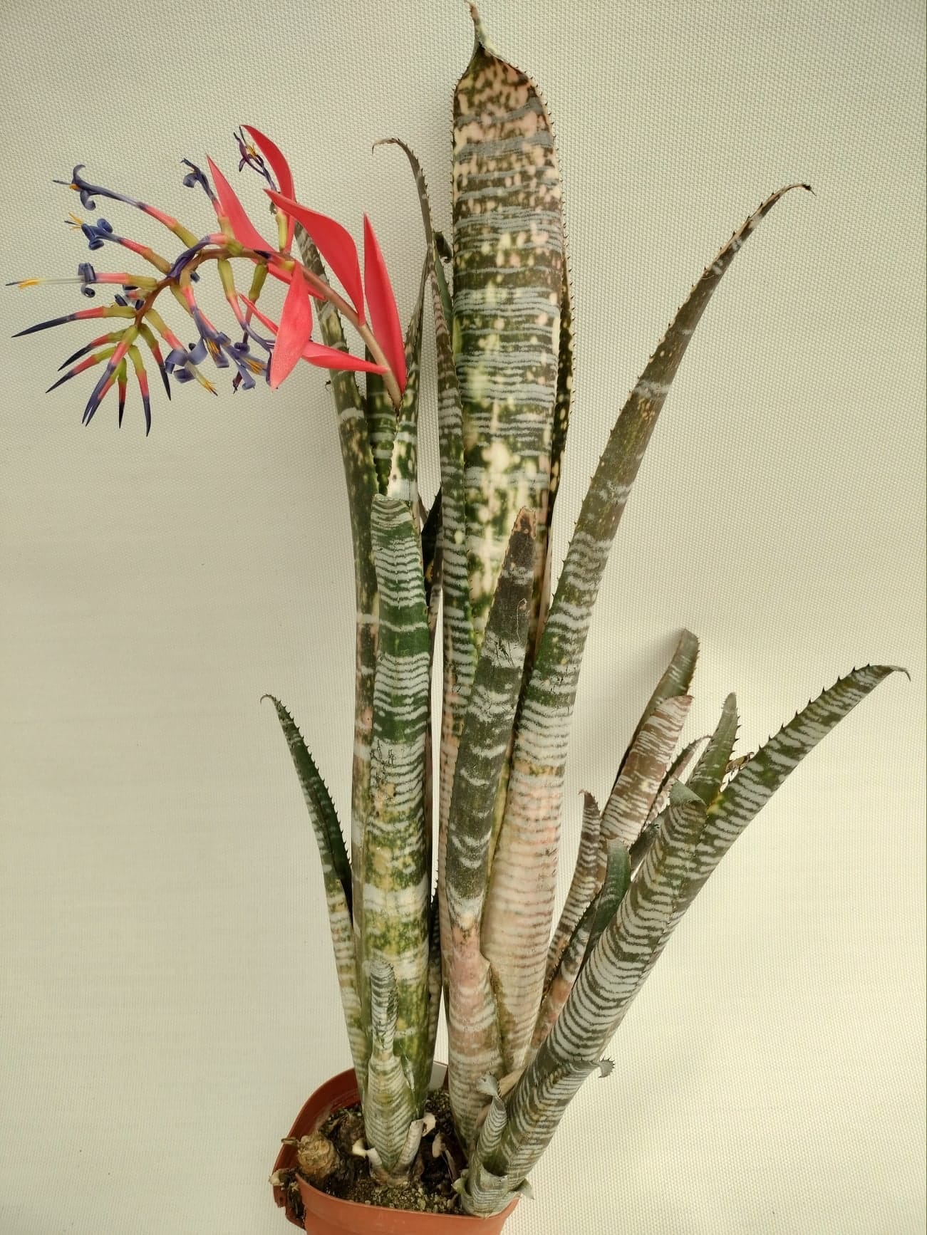 Billbergia Puna Pride - Image 4