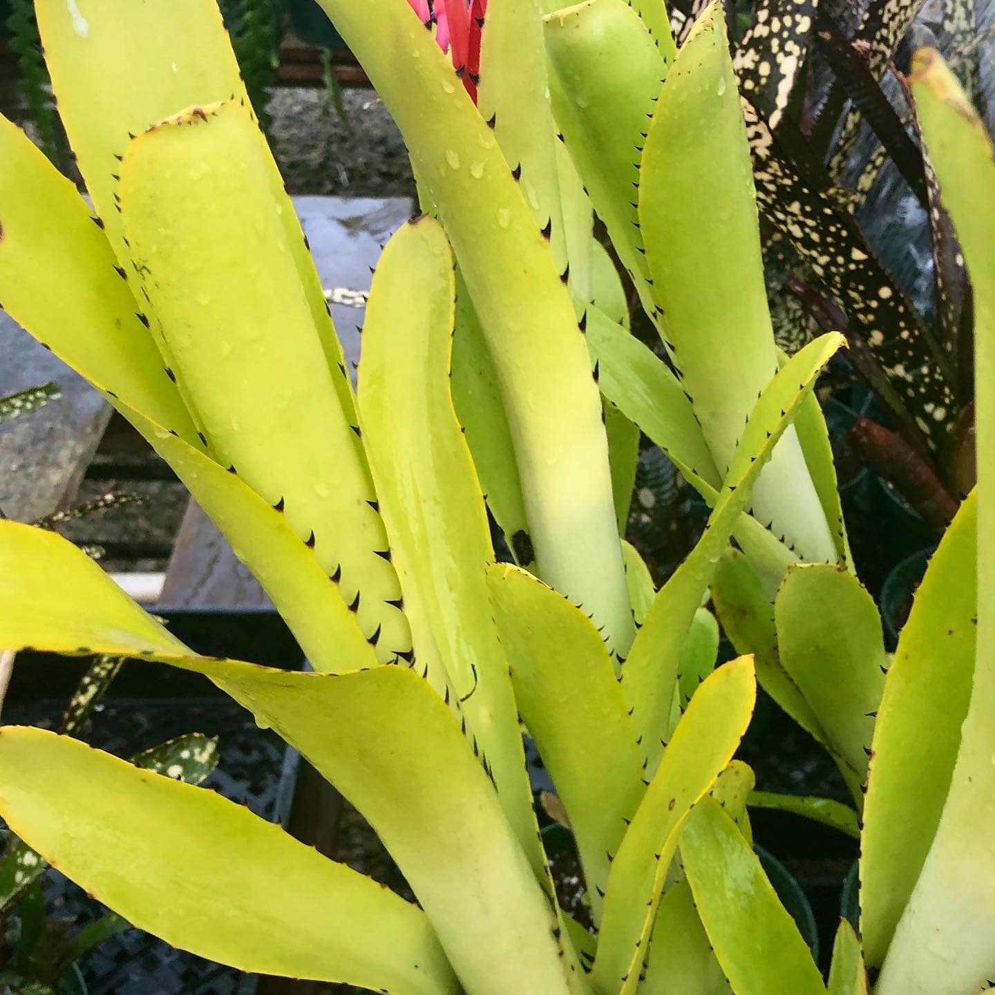 Billbergia vittata Green - Image 3