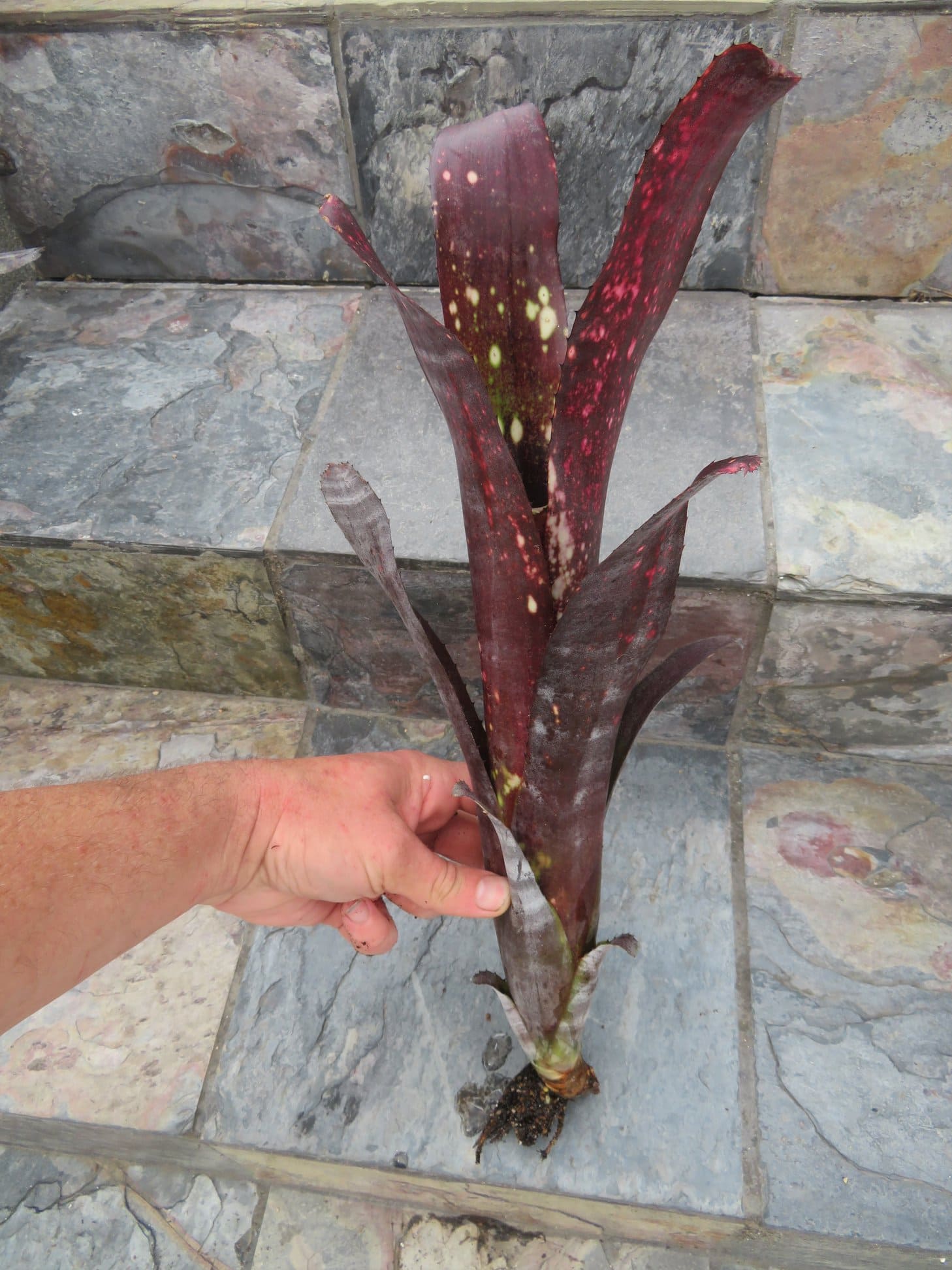 Billbergia Bob