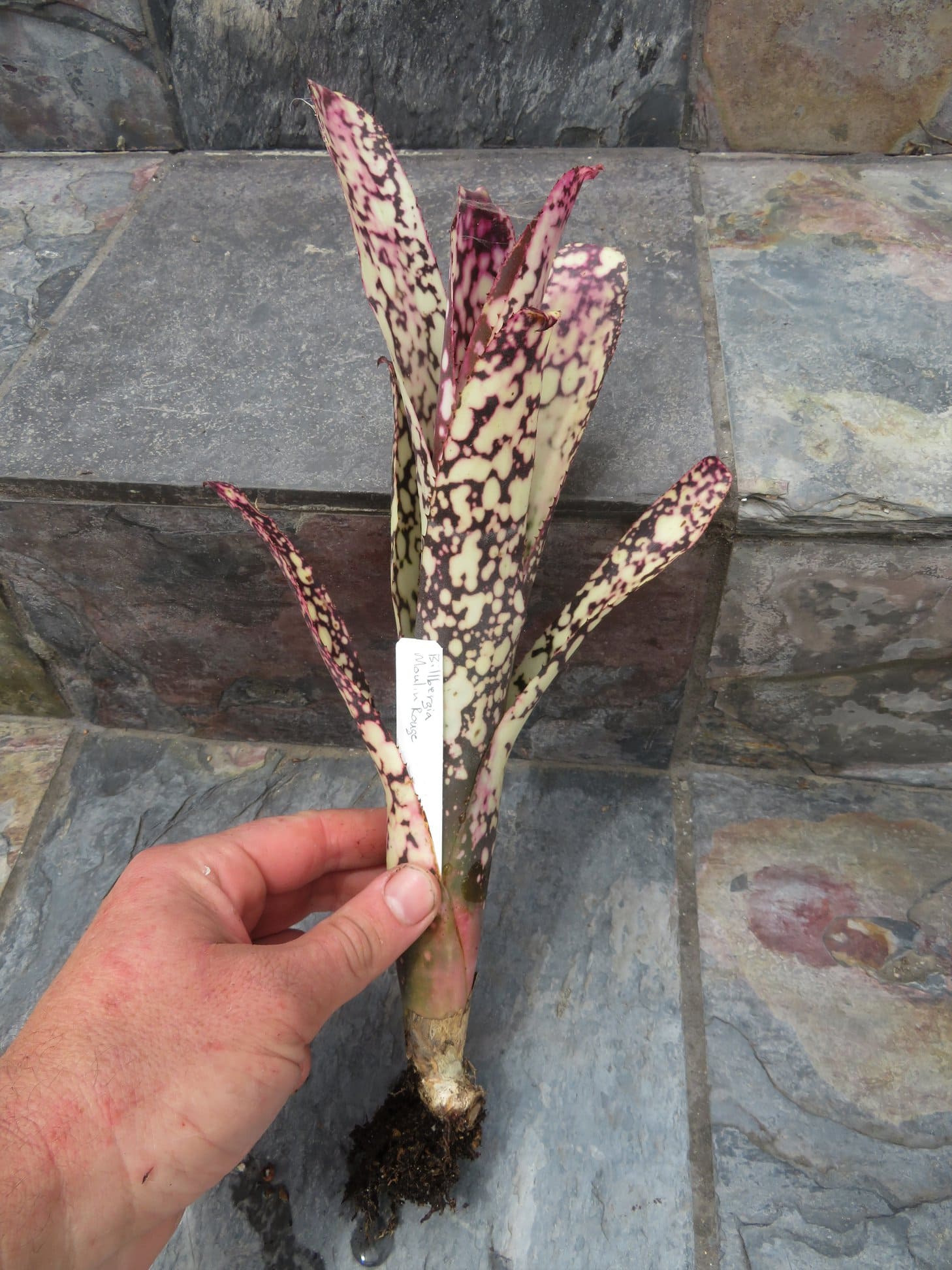Billbergia Moulin Rouge
