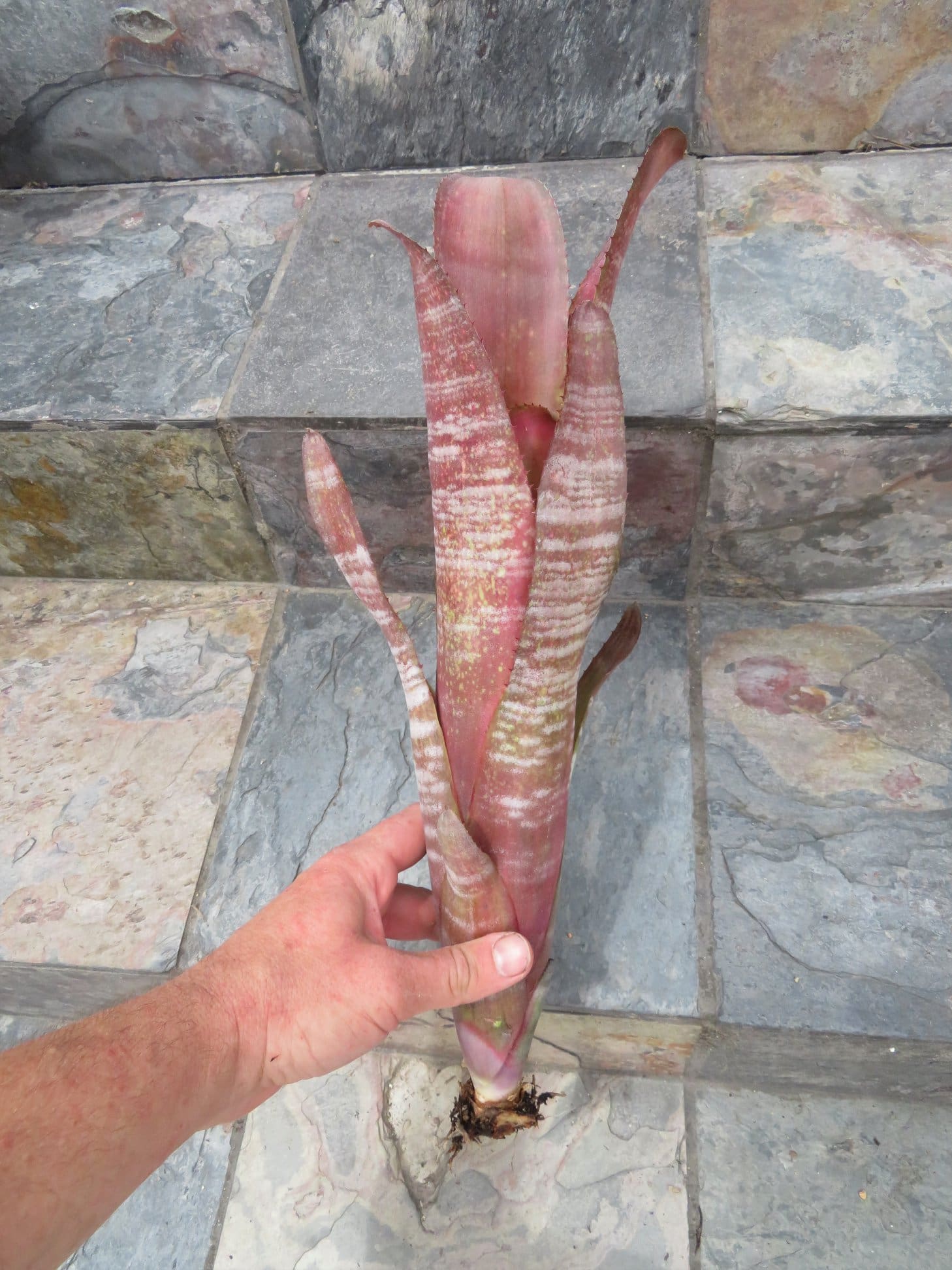 Billbergia vittata