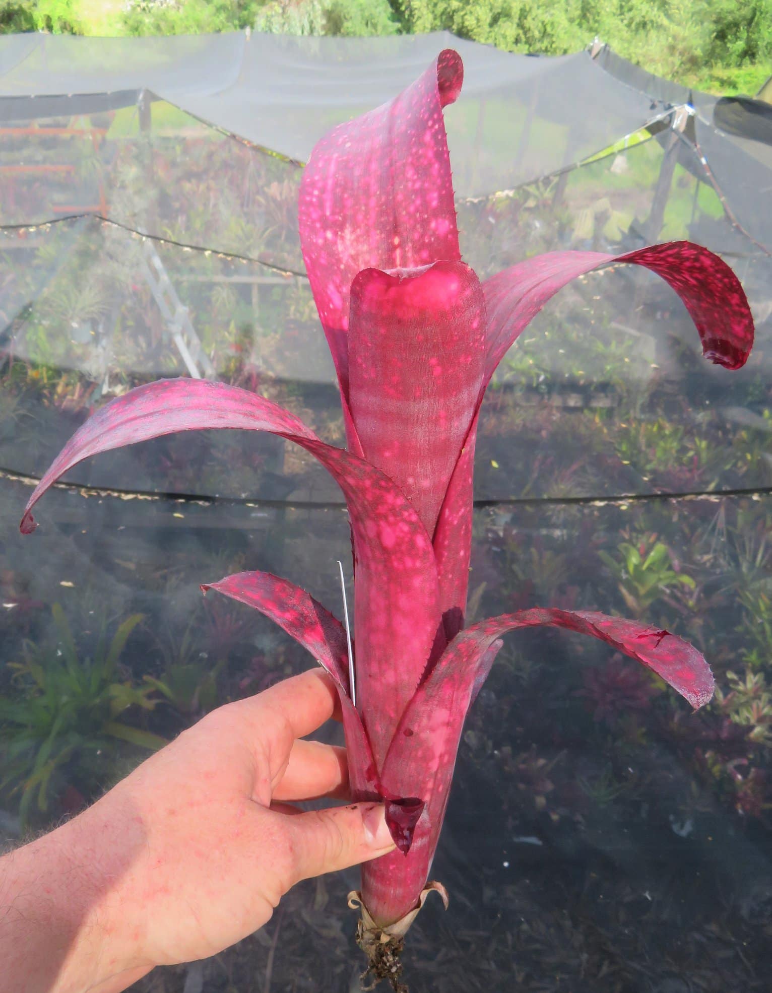 Billbergia Cherry Bomb