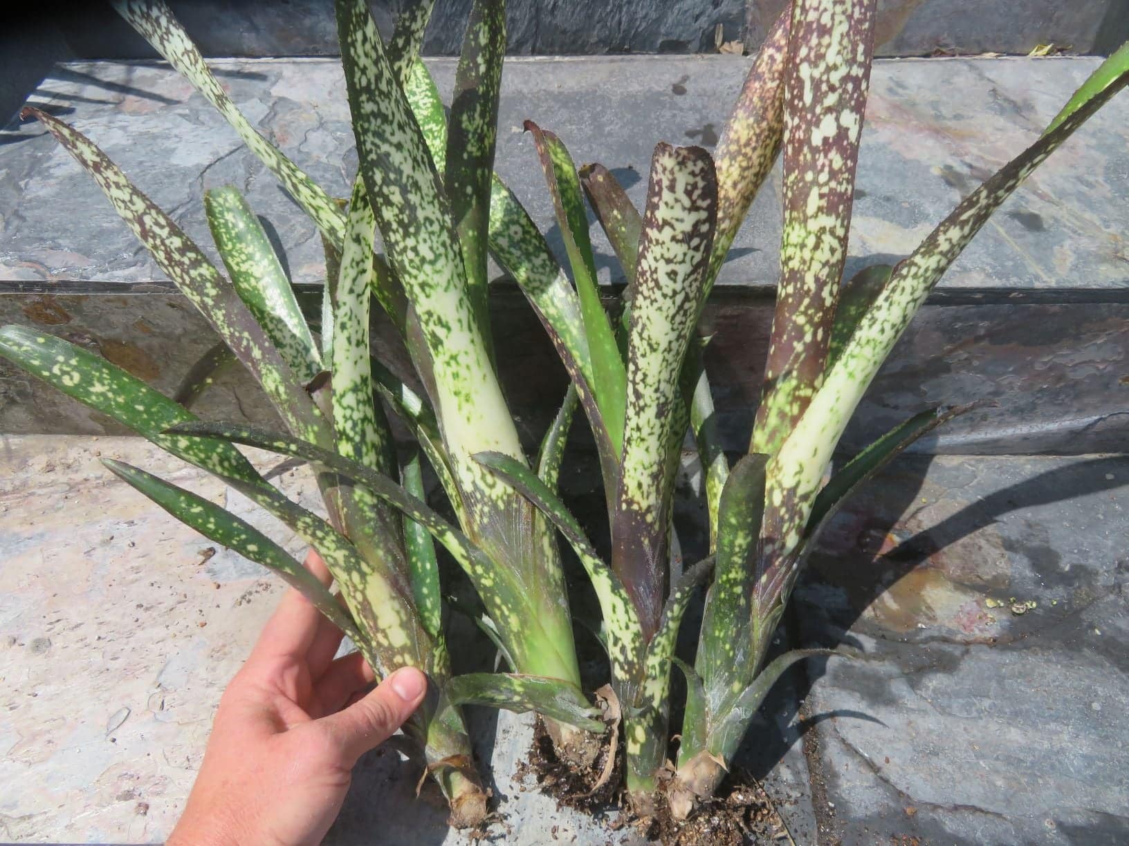 Billbergia Wild Thing - Image 3