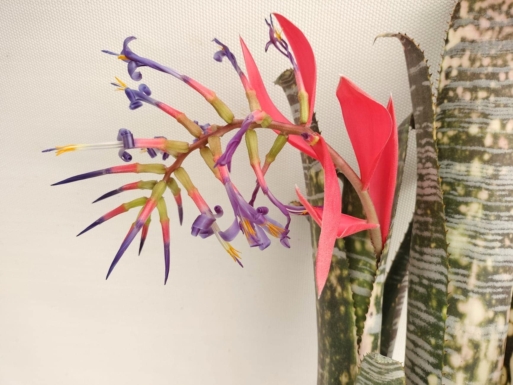 Billbergia Puna Pride - Image 5
