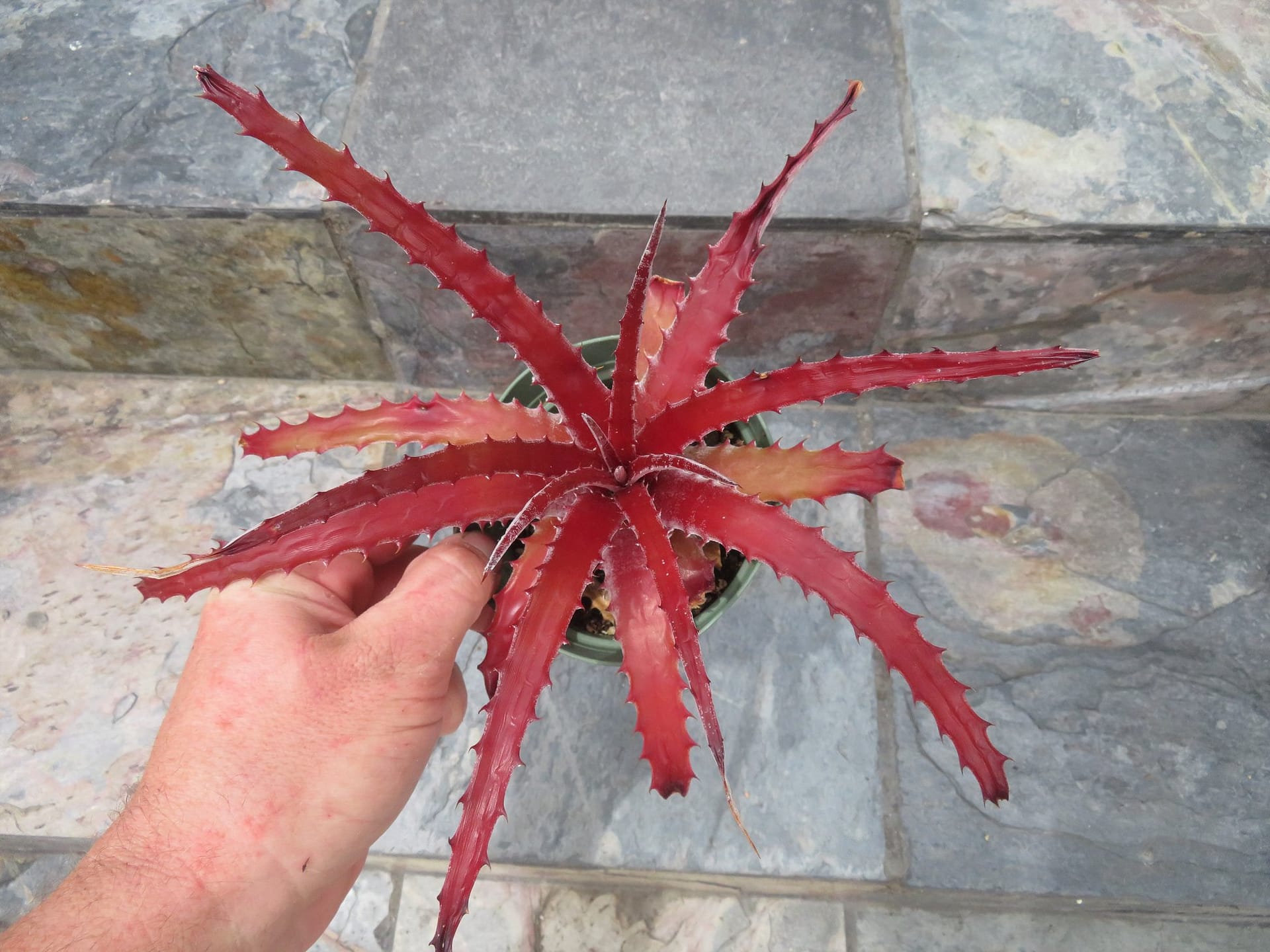 Hechtia Wildfire - Image 3