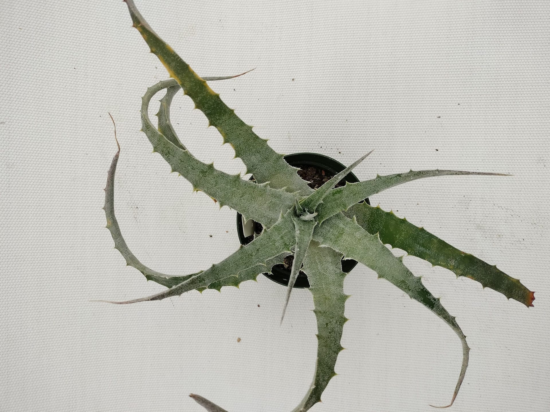 Hechtia lanata hybrid #3