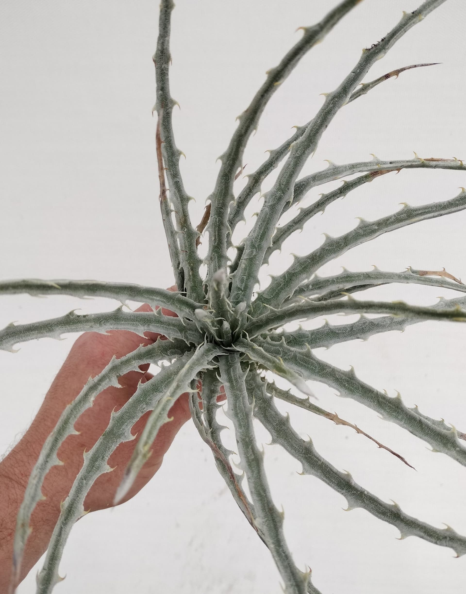 Hechtia mapimiana - Image 4