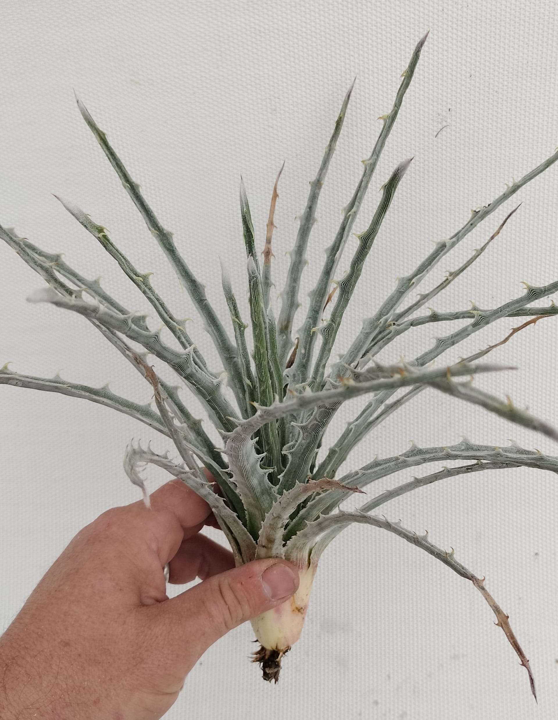 Hechtia mapimiana - Image 5