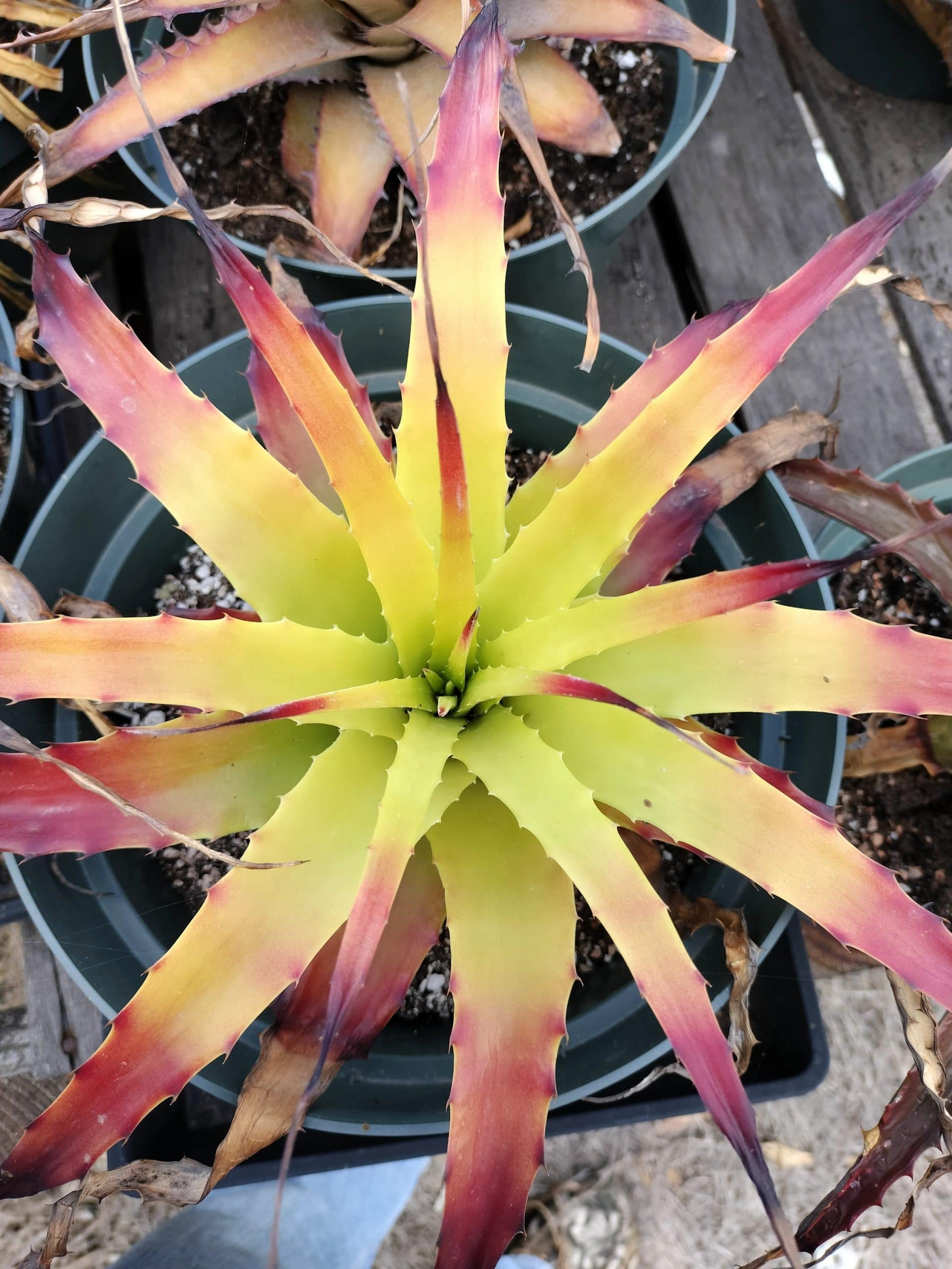 Hechtia Solar Flare