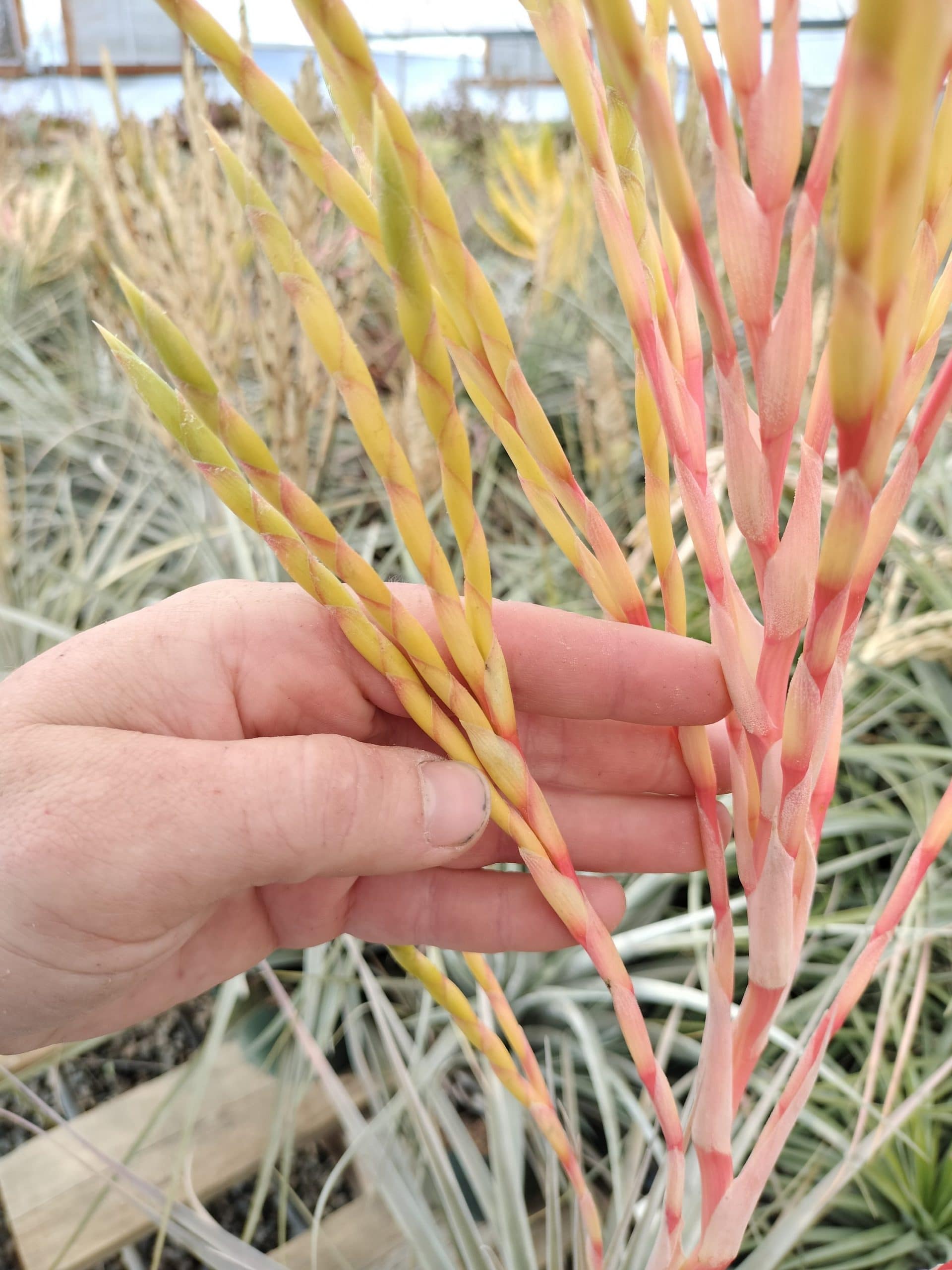 Tillandsia Colibri - Image 4