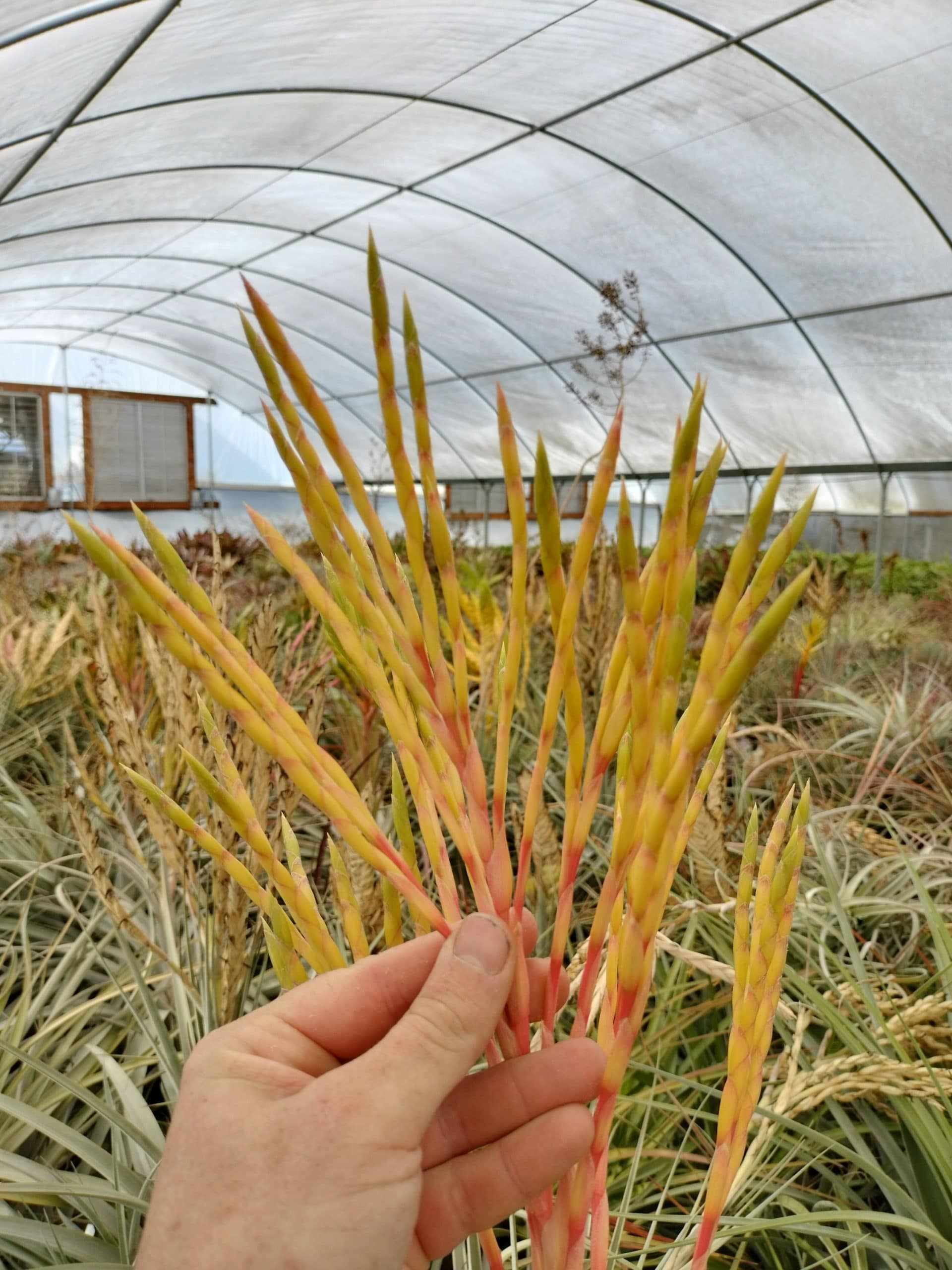 Tillandsia Colibri - Image 3