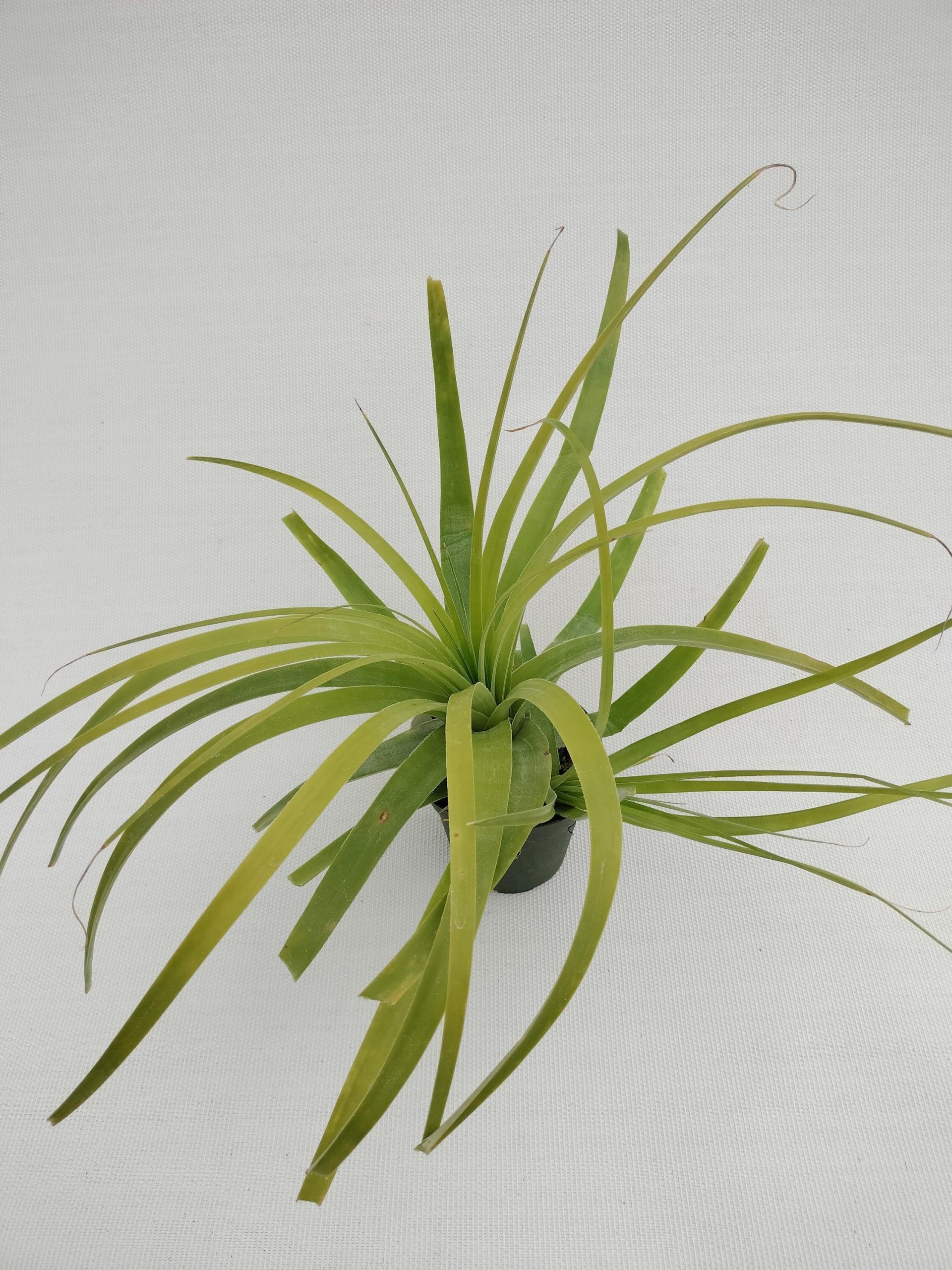 Hechtia lundelliorum - Image 2