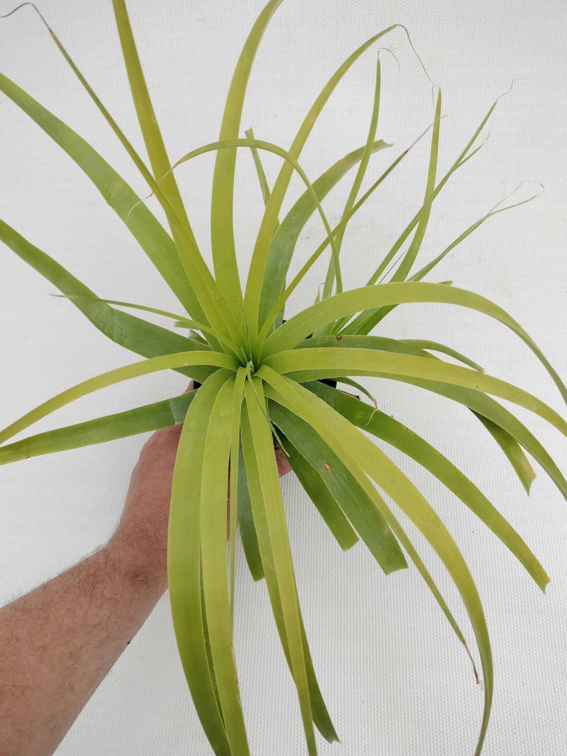 Hechtia lundelliorum