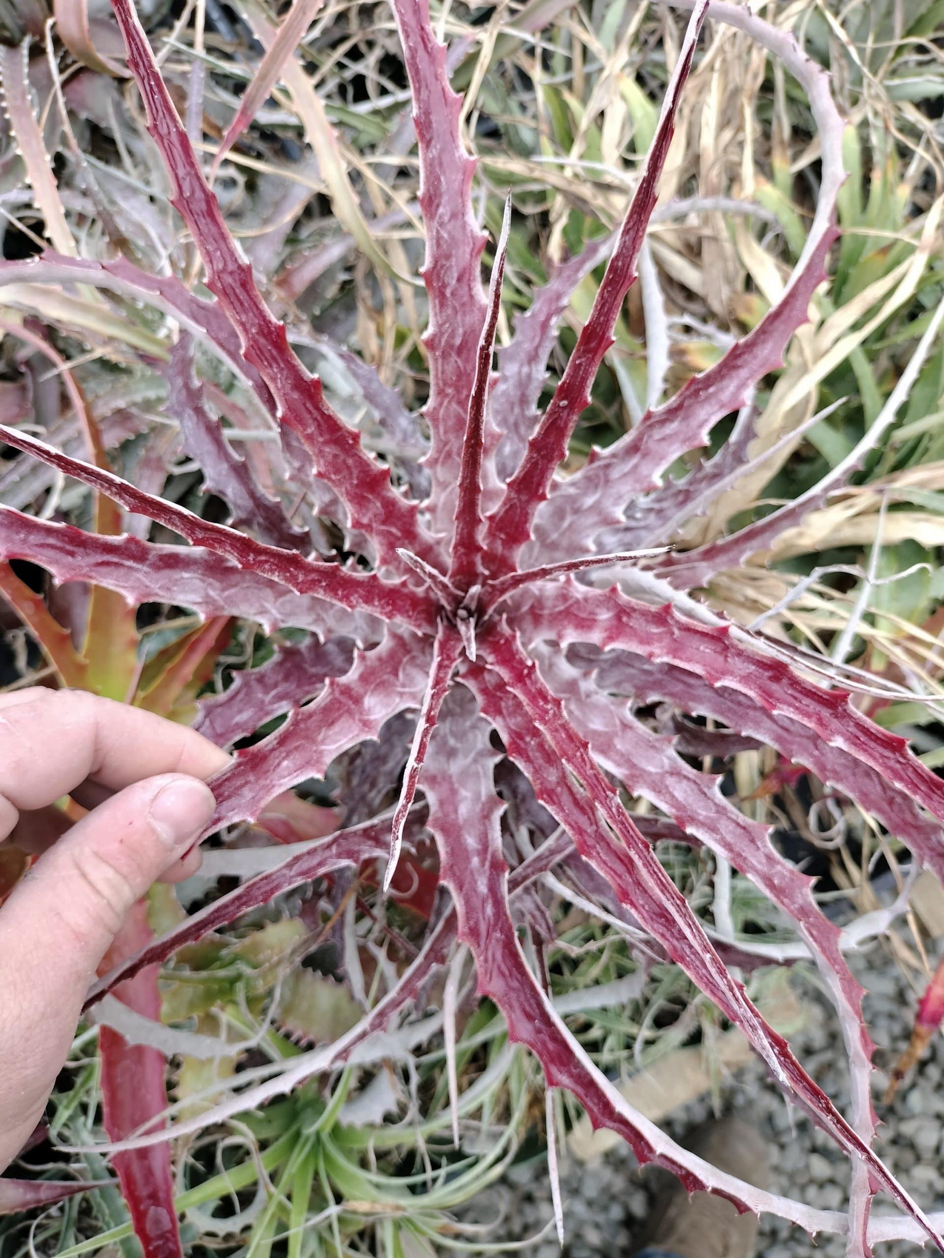 Hechtia marthae open-pollinated seedlings