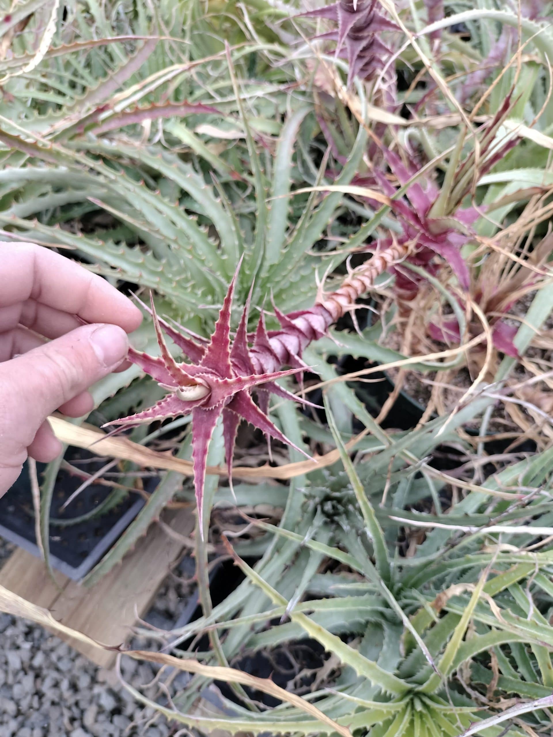 Hechtia caulescens Type location, miniature