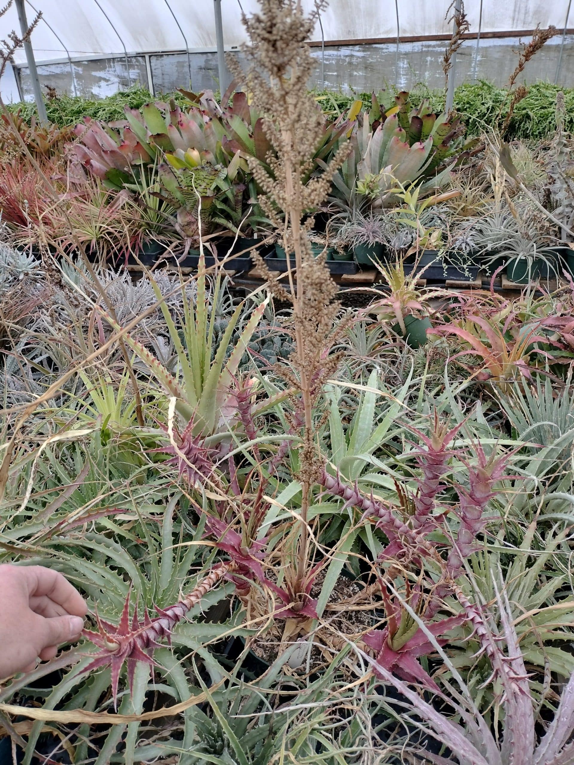 Hechtia caulescens Type location, miniature - Image 2