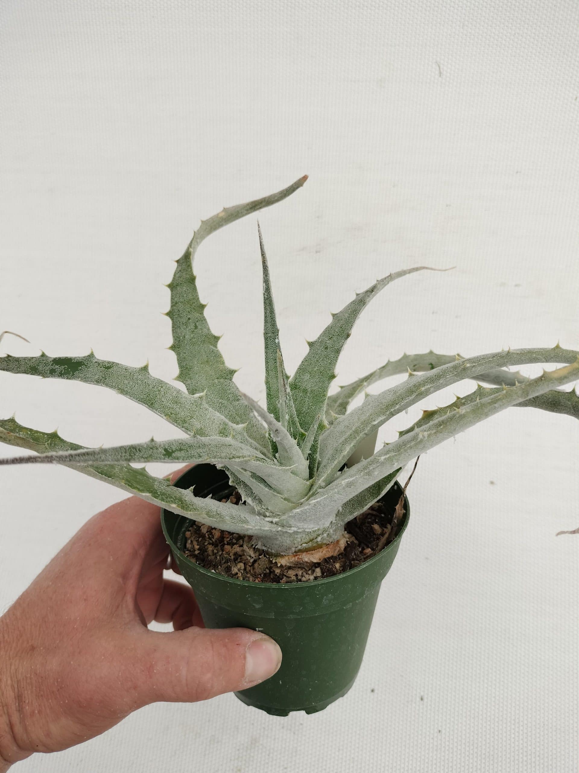 Hechtia lanata hybrid #3 - Image 2