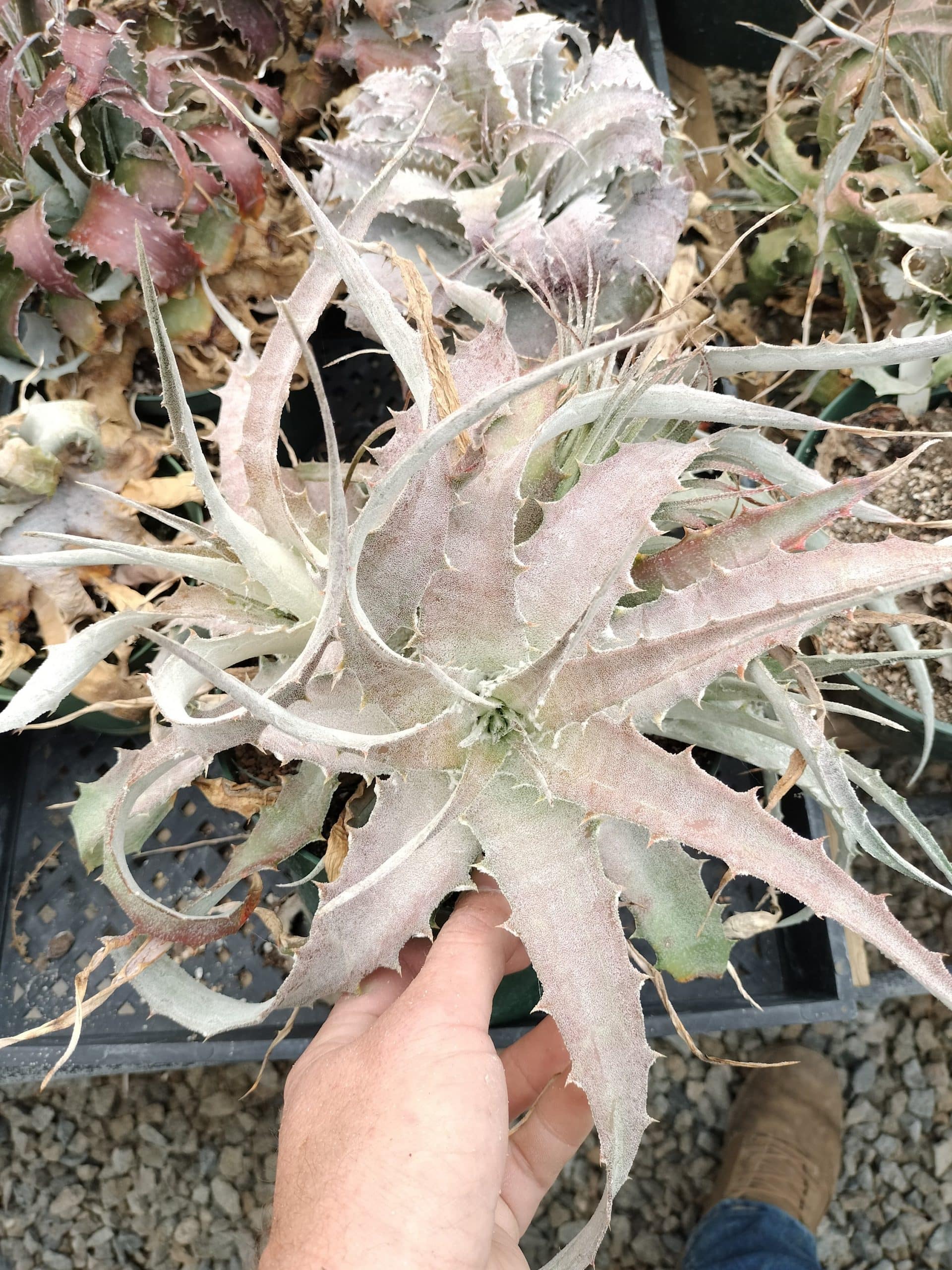 Hechtia lanata hybrid #3 - Image 3